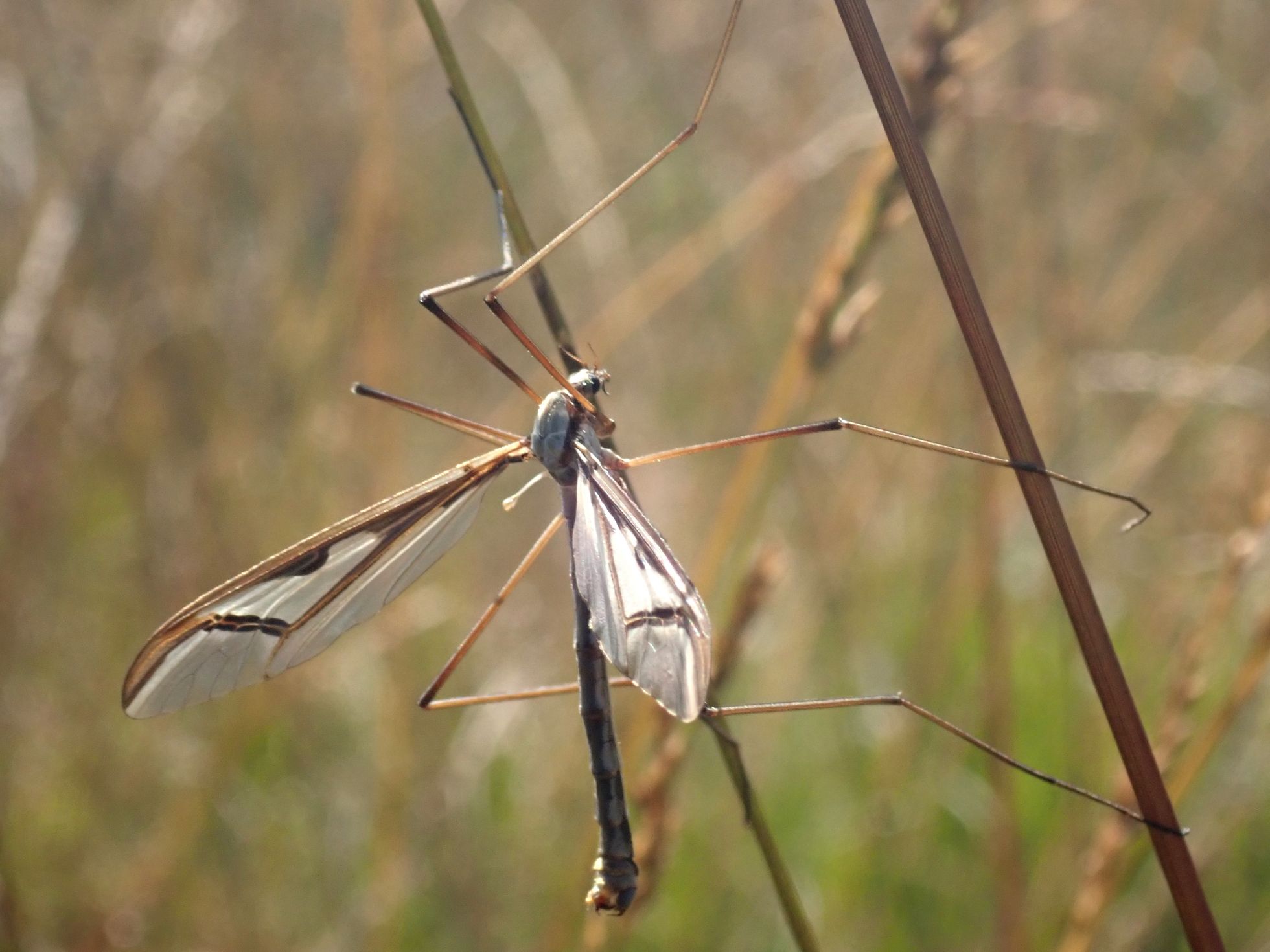 Pedicia rivosa © N. PEGON