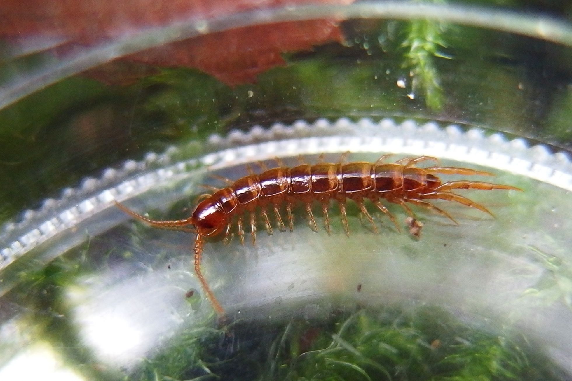 Un chilopode, avec sa pare de forcipule au niveau de la tête © F. PICAUD