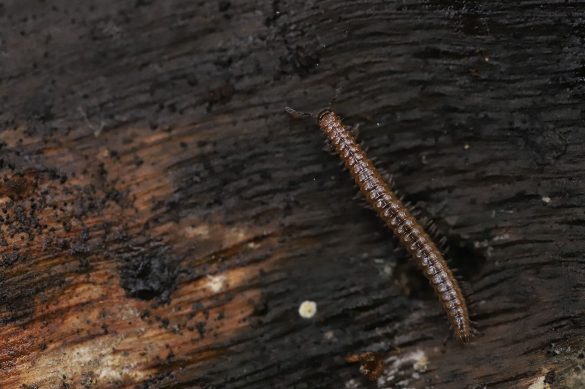 Un diplopode de la famille des Craspedosomatidae © E. MATEO-ESPADA