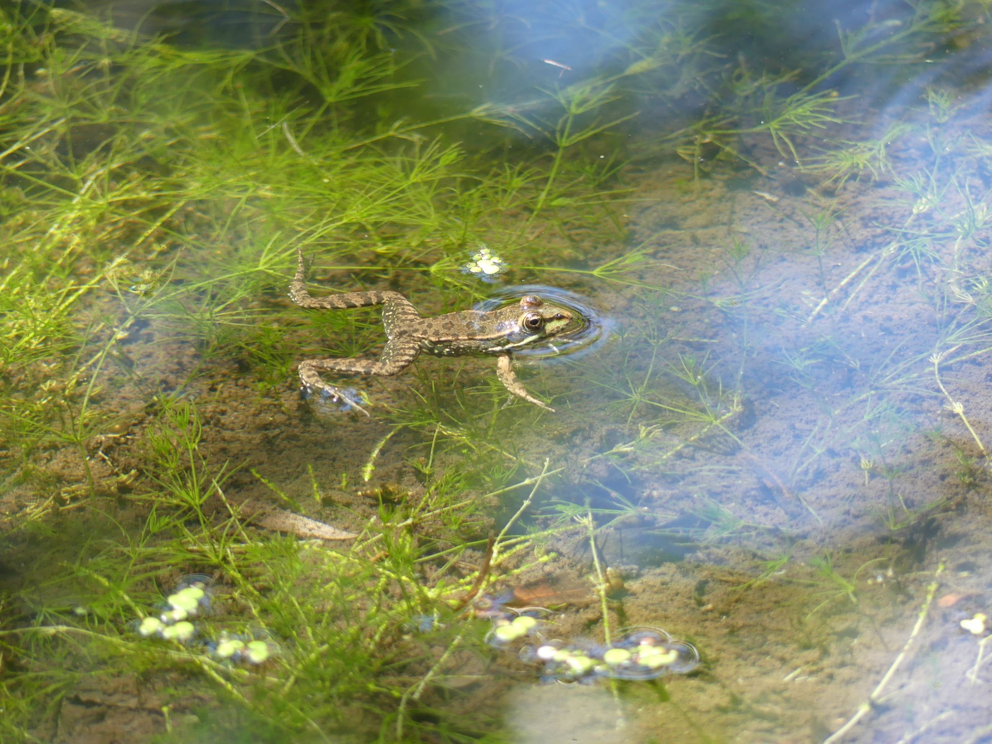 Grenouille verte observée sur place © L LEPRÊTRE