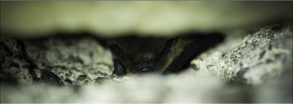 Pipistrelle en hibernation entre les pierres de La Redoute © T. TRICONE