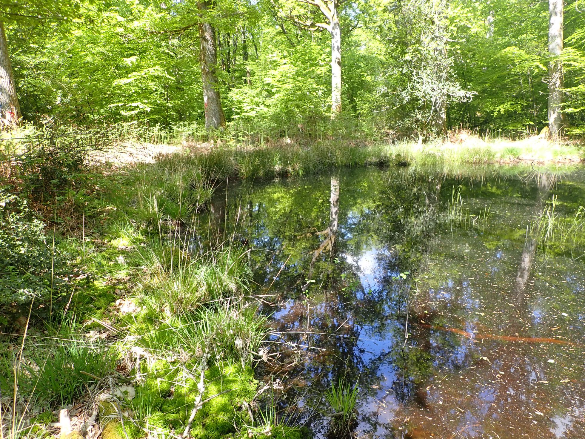 Mare sur la RNR des mardelles de Prémery © M CARNET