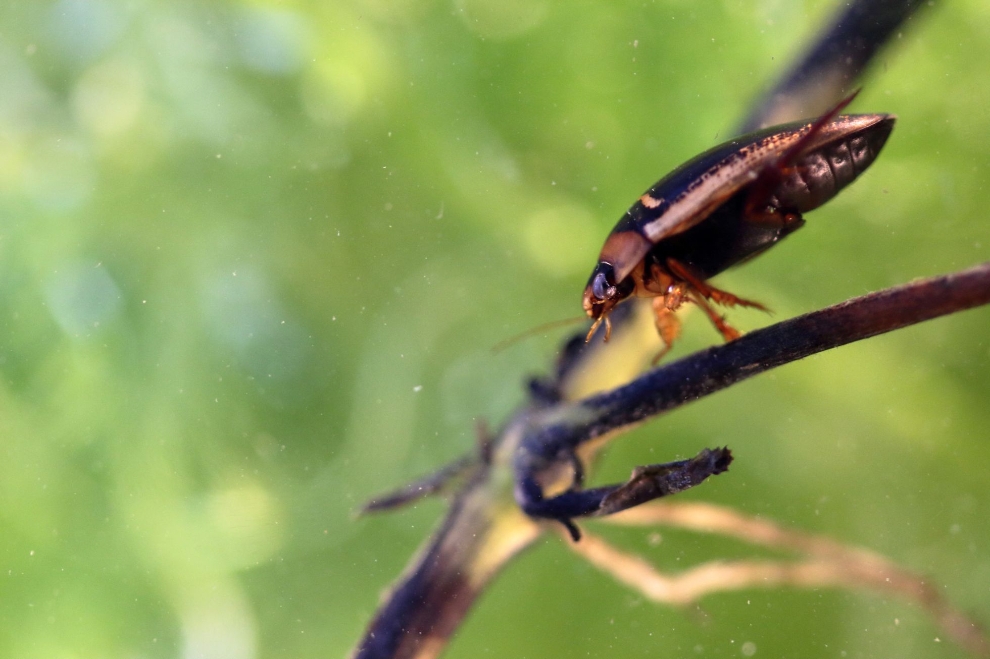 Hydaticus transversalis © M. CARNET 