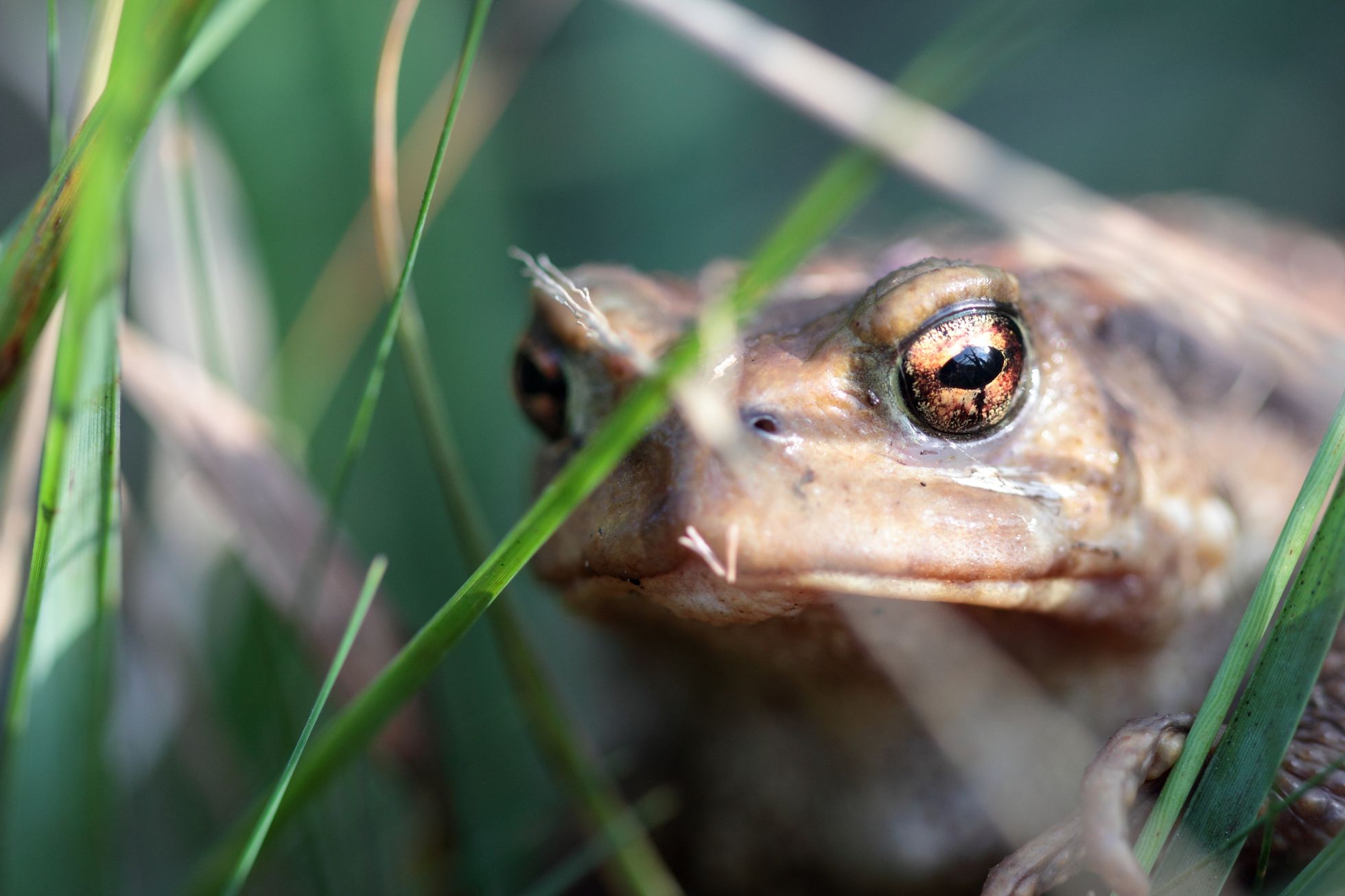 Crapaud épineux © M. CARNET