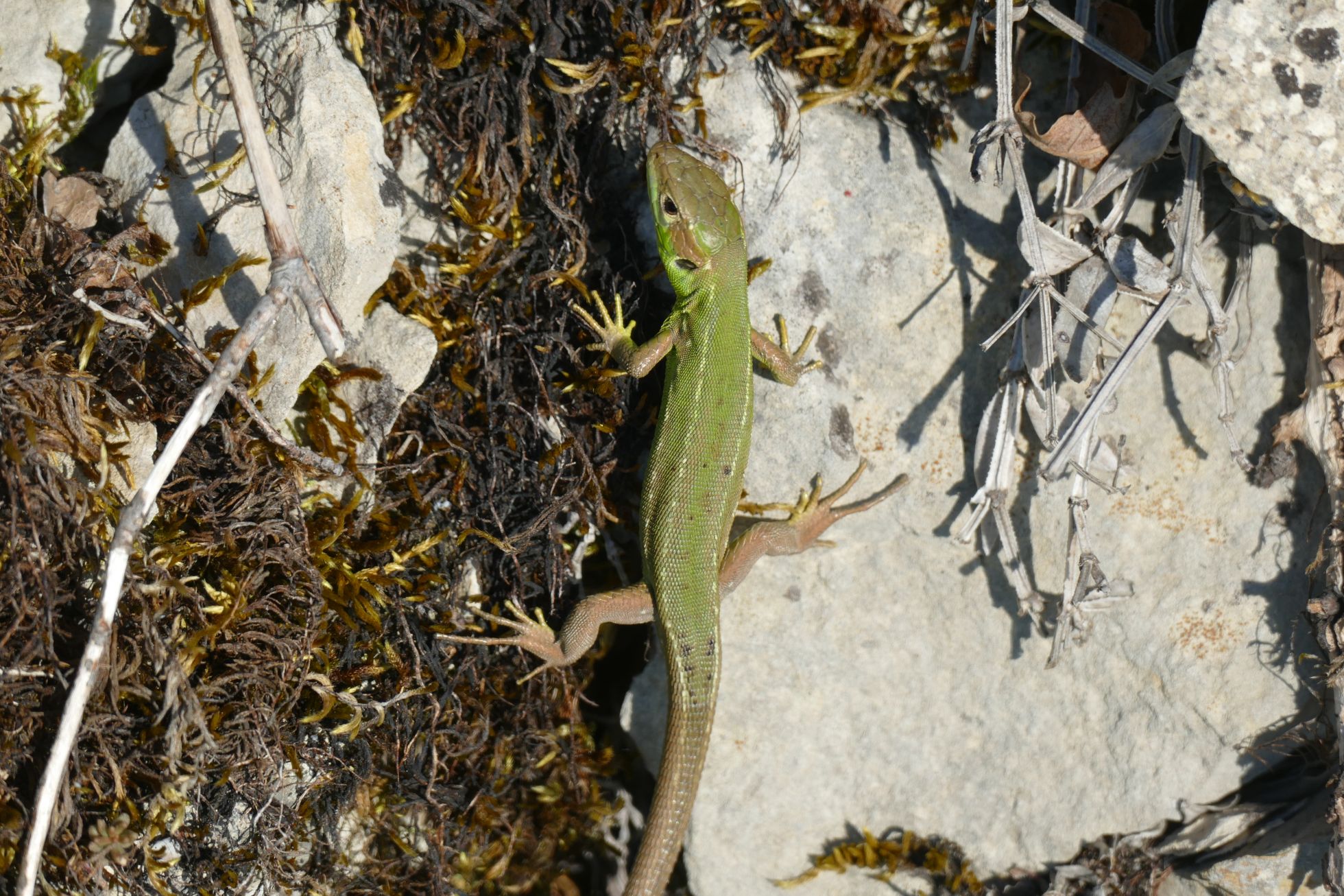 Lézard à deux raies - Lugny (71) © E. HUBERT