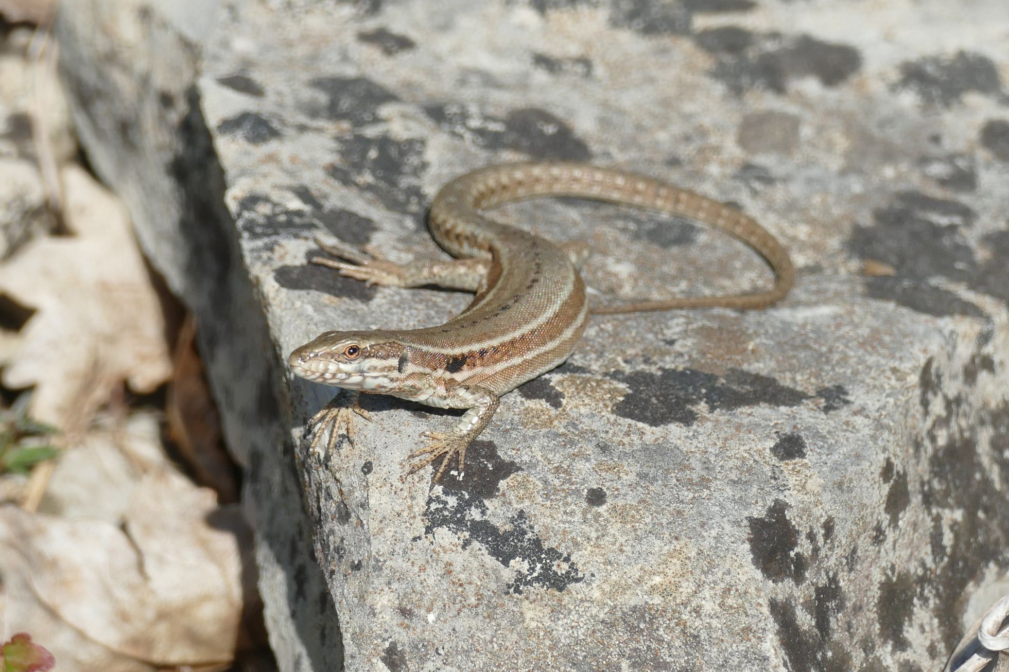 Lézard des murailles - Lugny (71) © E. HUBERT