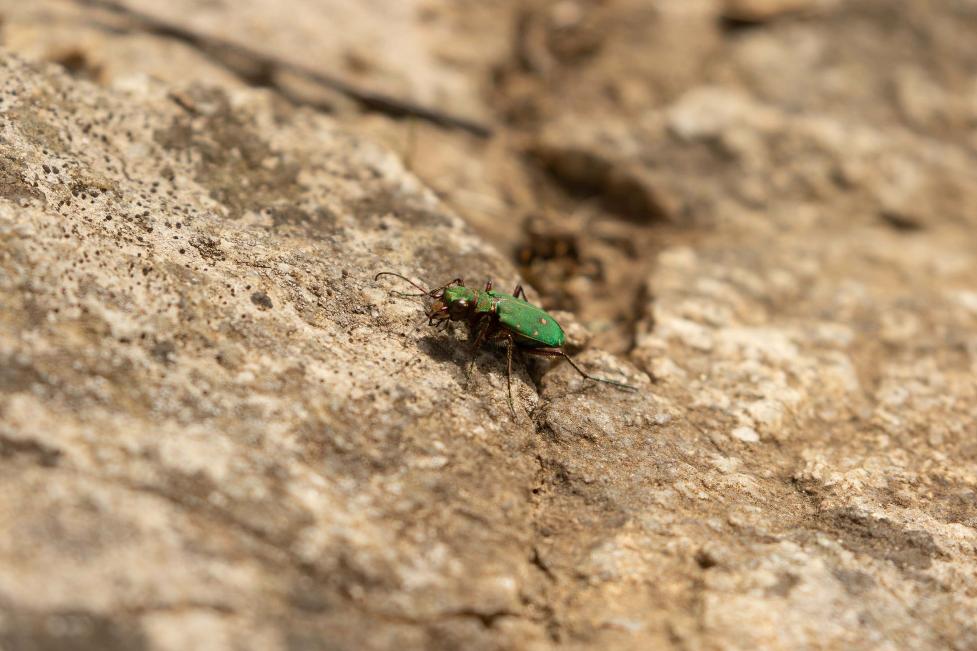 Cicindela campestris · Broye 71 · L. DEVRIESE