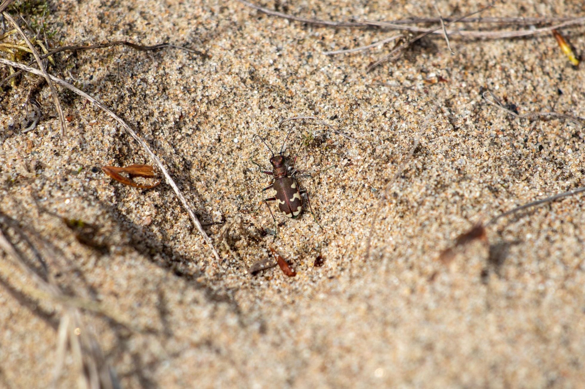 Cicindela hybrida · Réserve Naturelle Nationale du Val de Loire · Mesves-sur-Loire · A. ALAVOINE