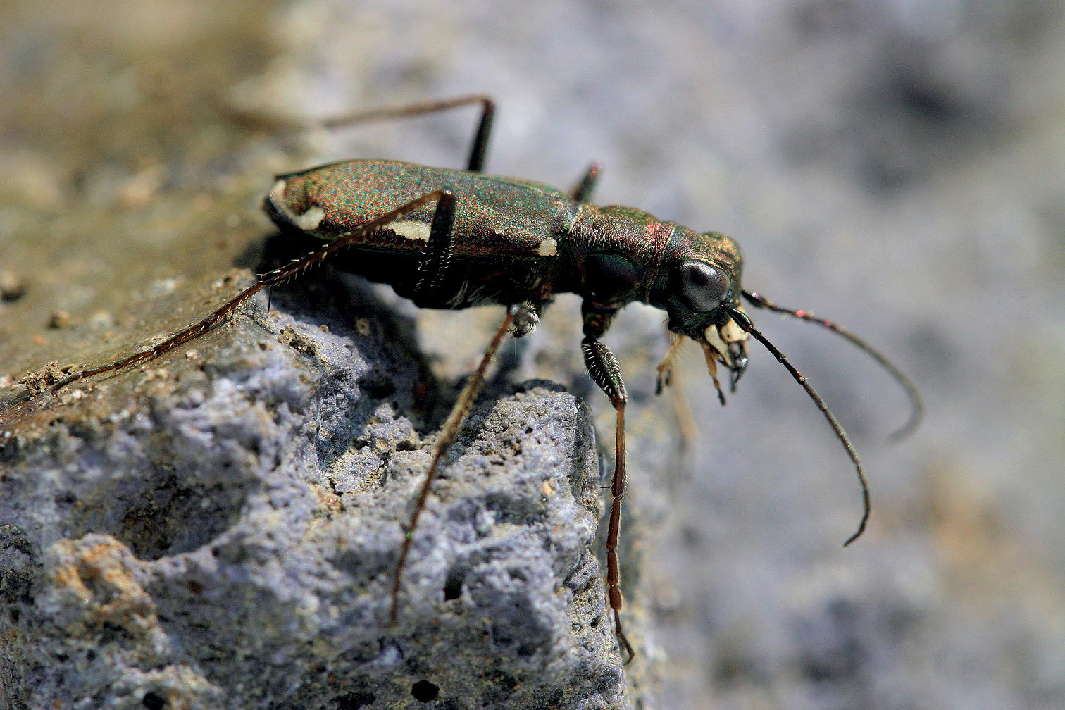 Cylindera germanica · Jinze Noordijk · Kotze et al. · ZooKeys · 