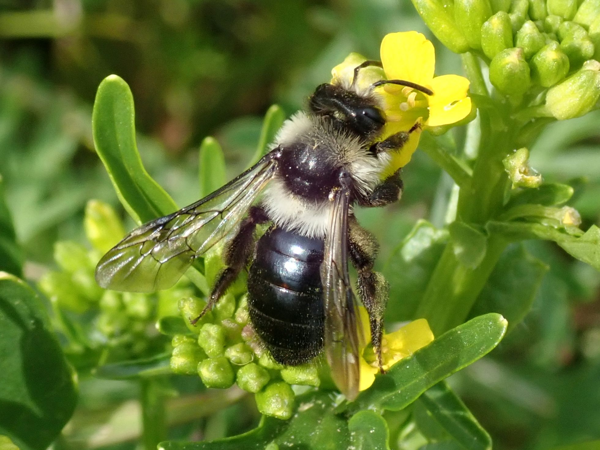 Andrena cineraria en bord route · N. PEGON