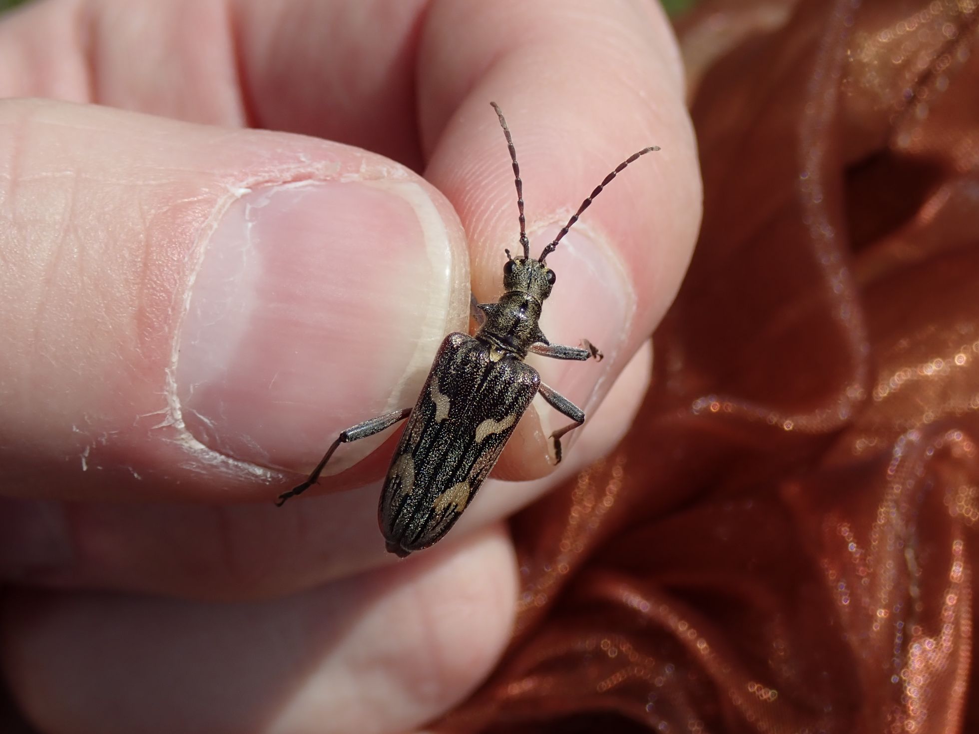 Rhagium bifasciatum · B. MARTHA