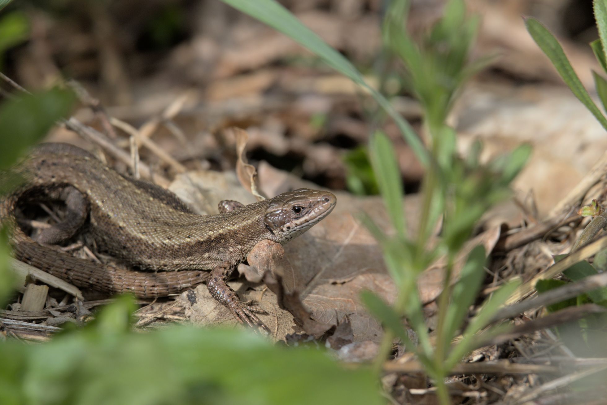 Lézard vivipare · J. LEFÈVRE SHNA-OFAB