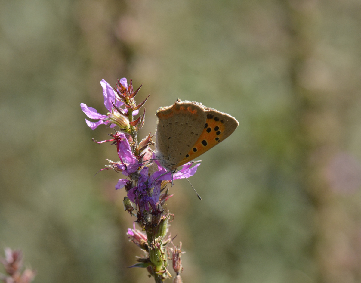 Lycaena phlaeas, le Cuivré commun, lors de la prospection sur les marais du pont des Morands © Agnès BUCHER-HAUPAIS