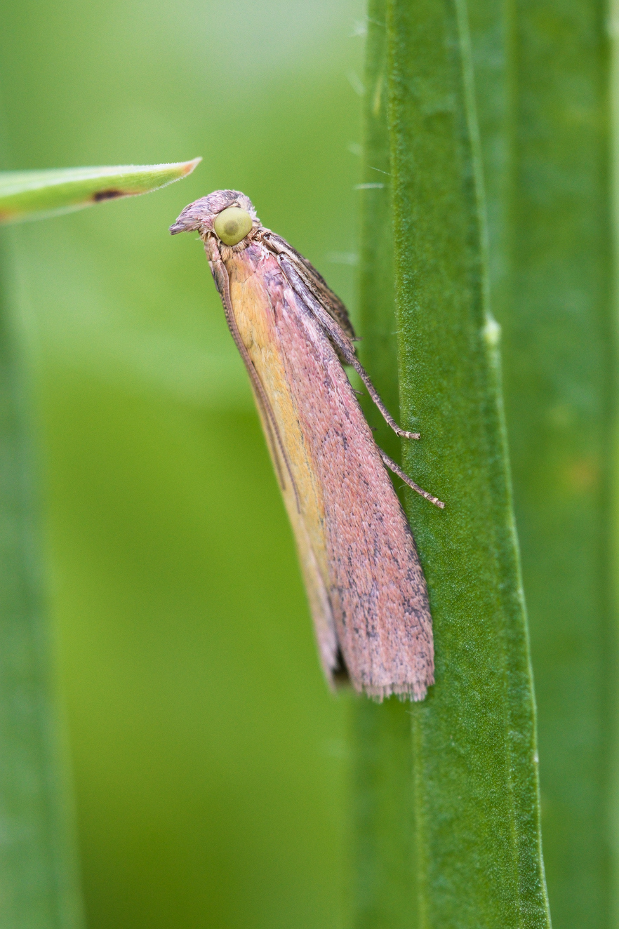 Oncocera semirubella © Thomas REVERCHON