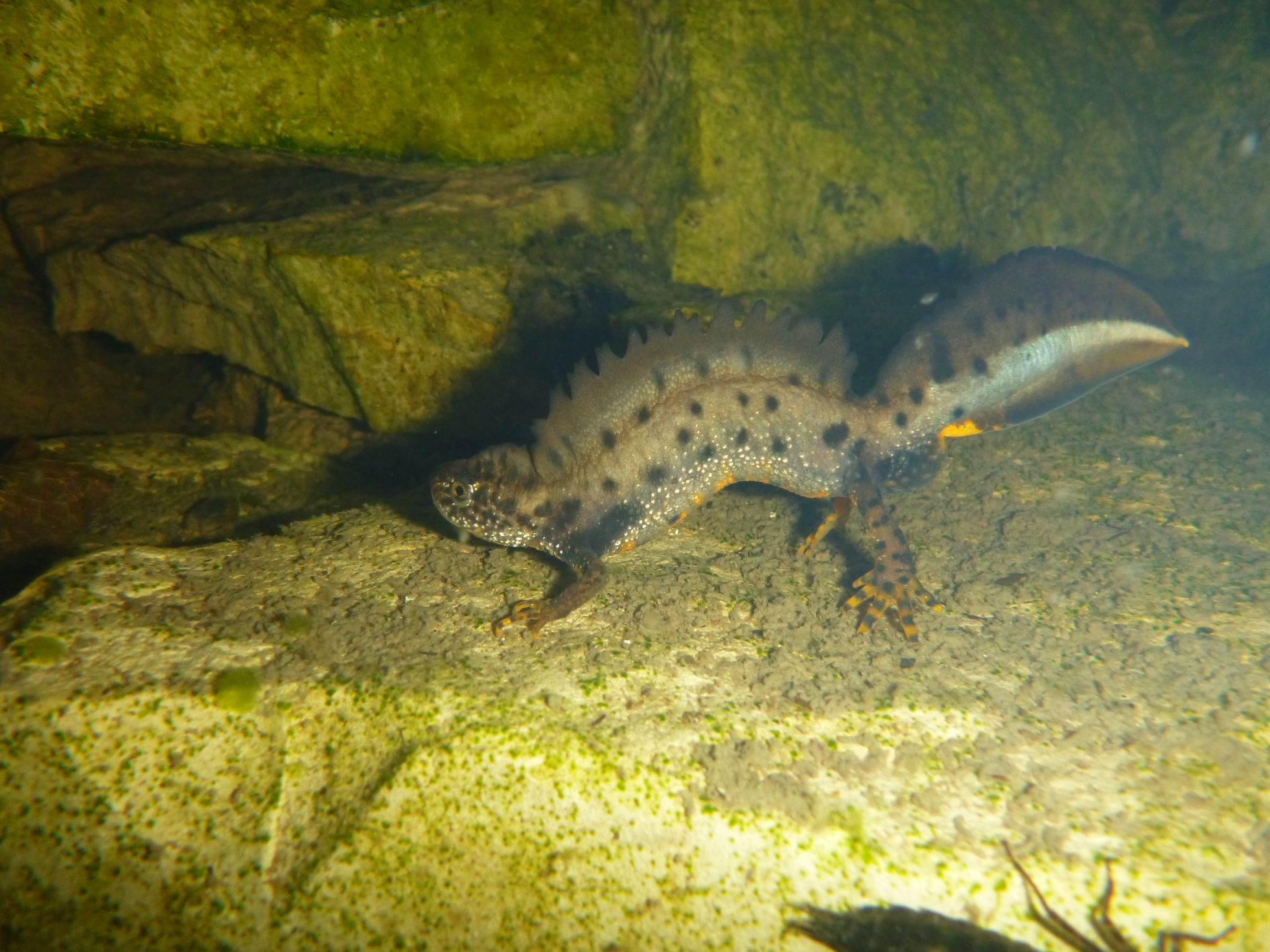 Triton crêté · Triturus cristatus | N. VARANGUIN · SHNA-OFAB