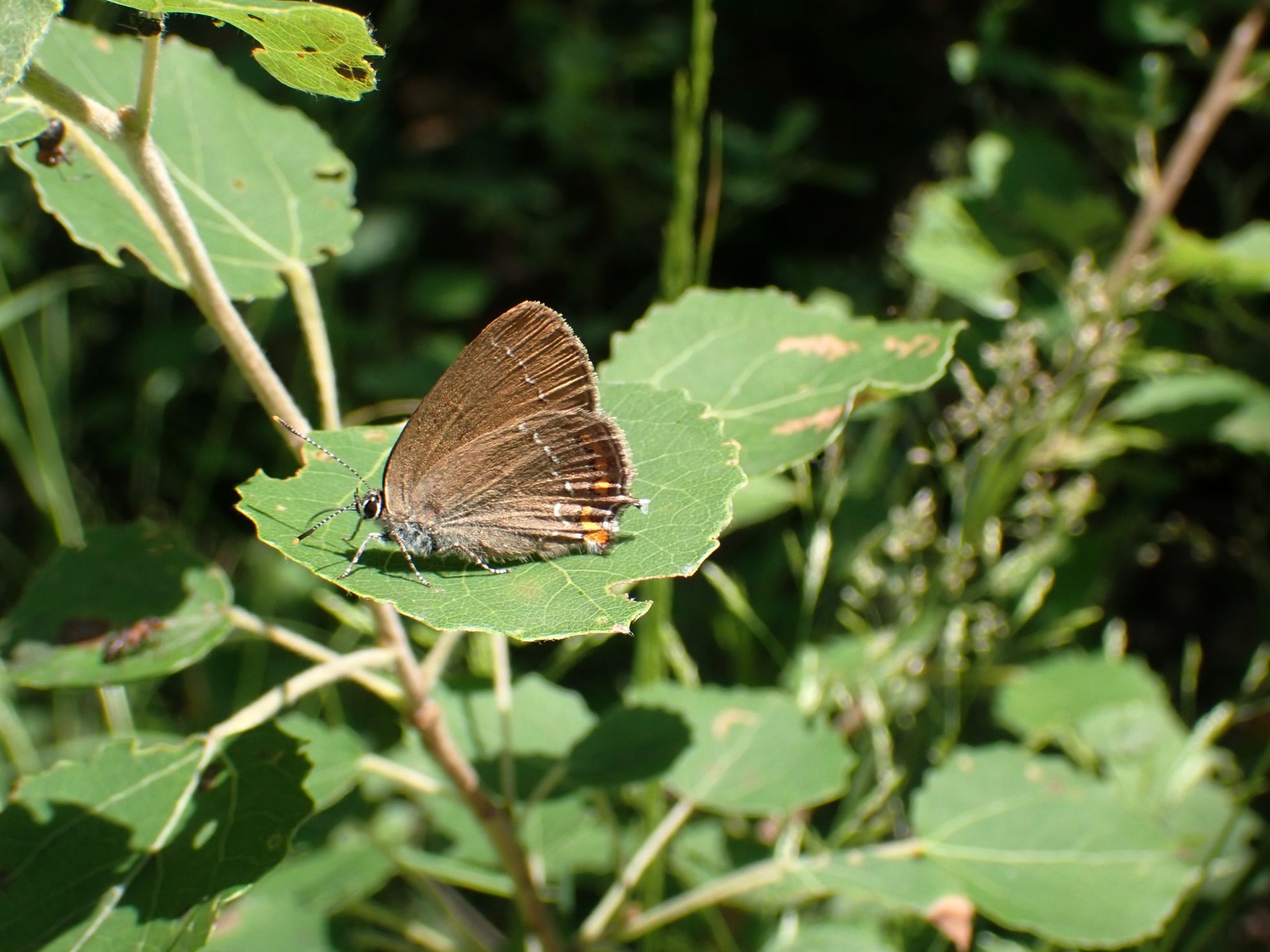 Satyrium ilicis · Q. BARBOTTE · SHNA-OFAB