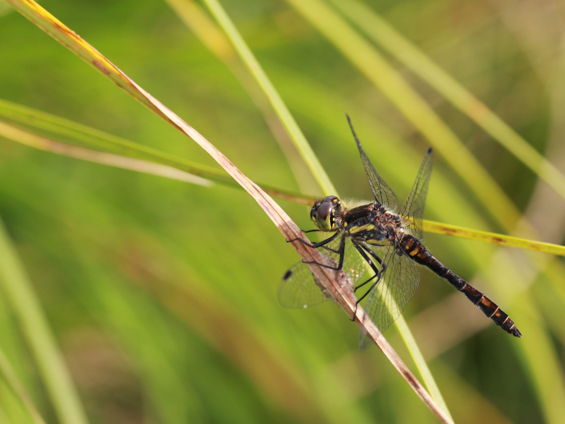 Sympetrum danae · A. RUFFONI