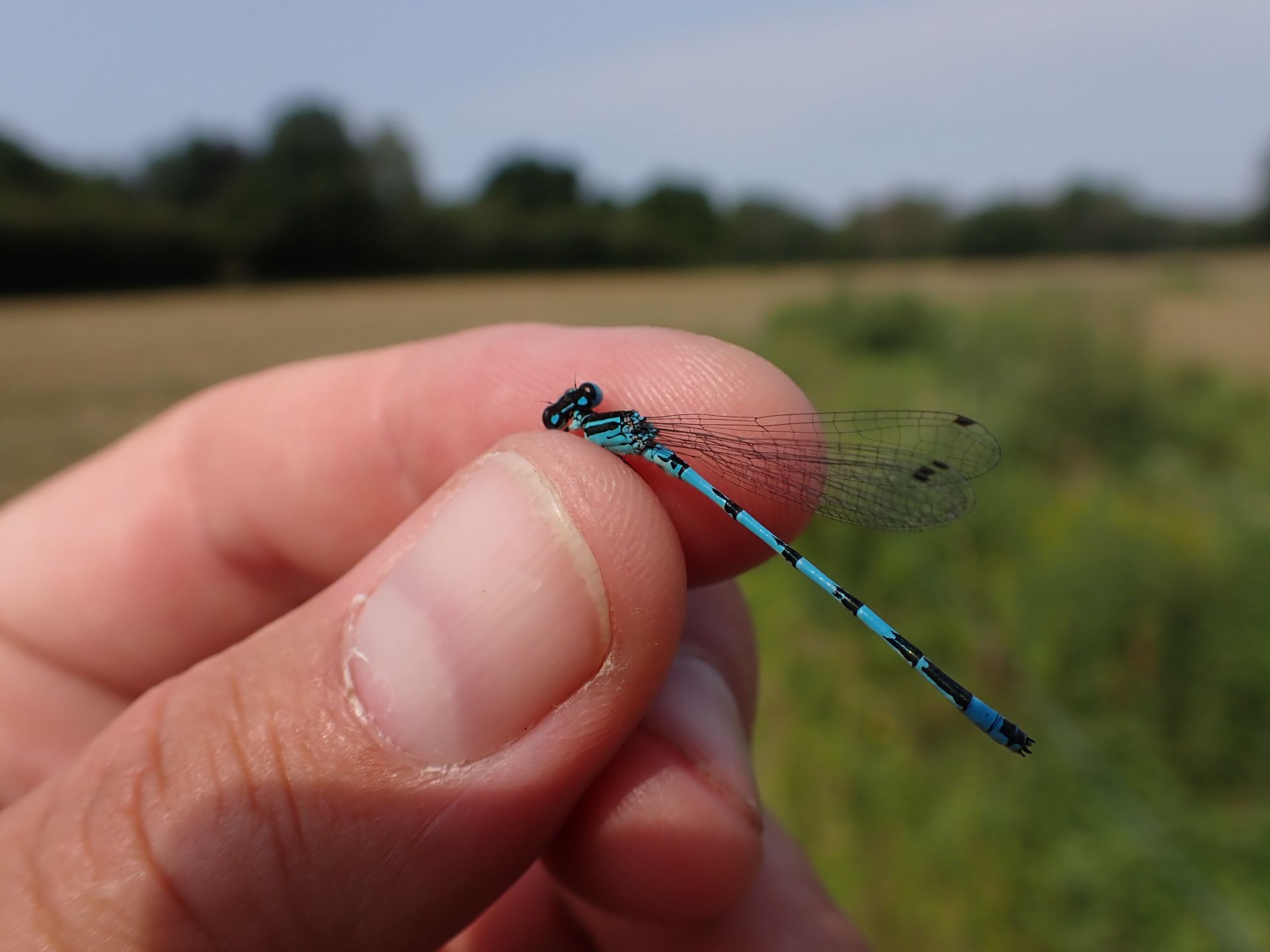 Agrion de Mercure dans le cadre de l'ABC de Coulanges-les-Nevers | M. CARNET · SHNA-OFAB