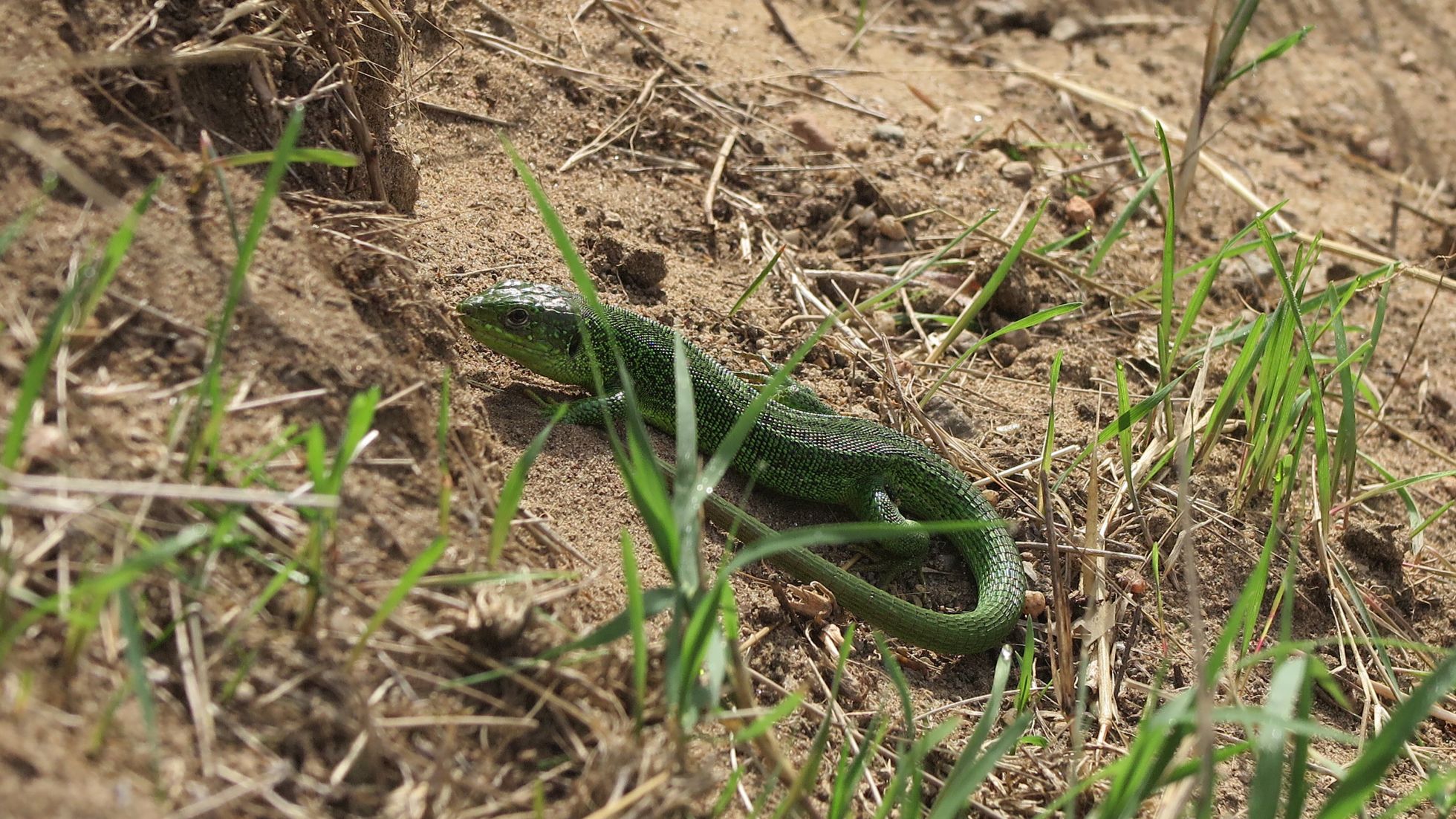 Lézard vert en bord de Loire dans le cadre de l'ABC de Nevers | M. GORTAIS · SHNA-OFAB