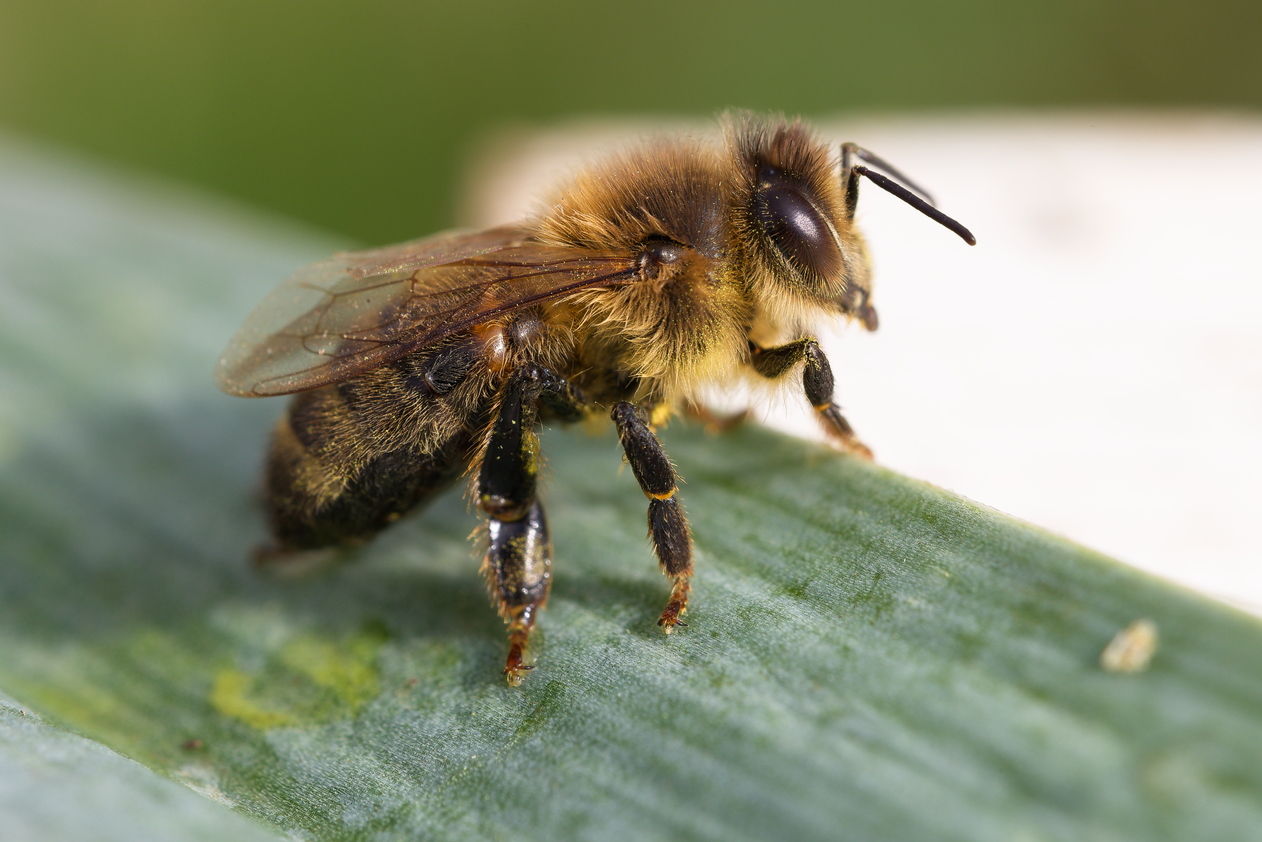 Apis mellifera · Abeille domestique | T. REVERCHON