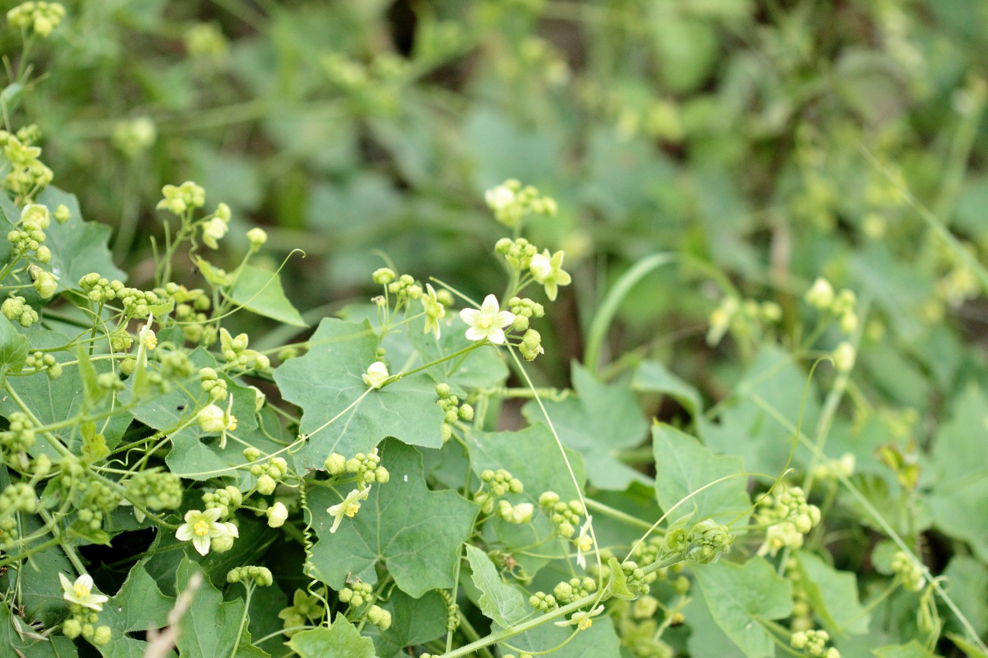 Bryonia dioica · La Bryone dioïque | M. CARNET · SHNA-OFAB