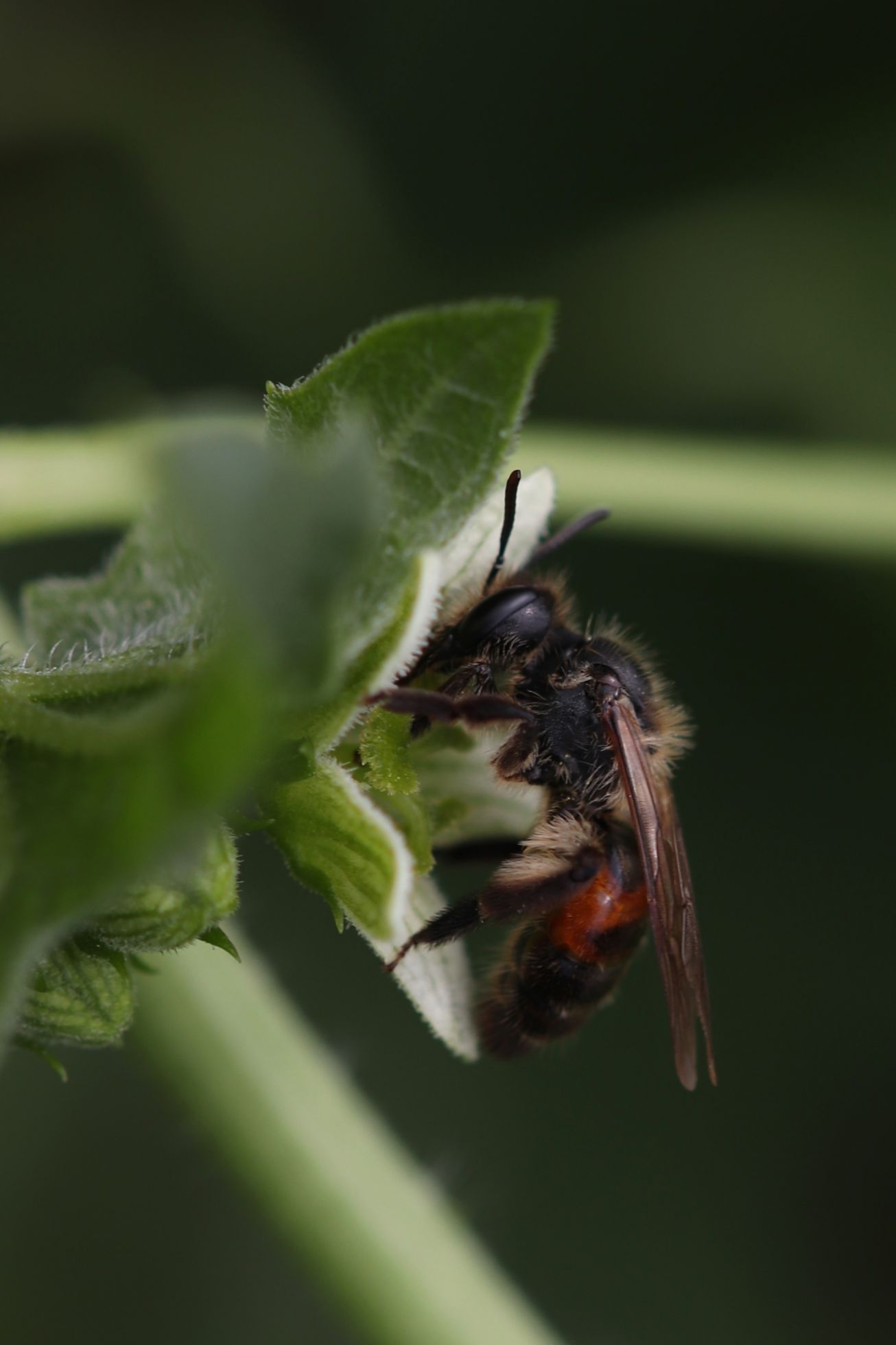  Andrena florea · L’Andrène de la bryone | B. MARTHA