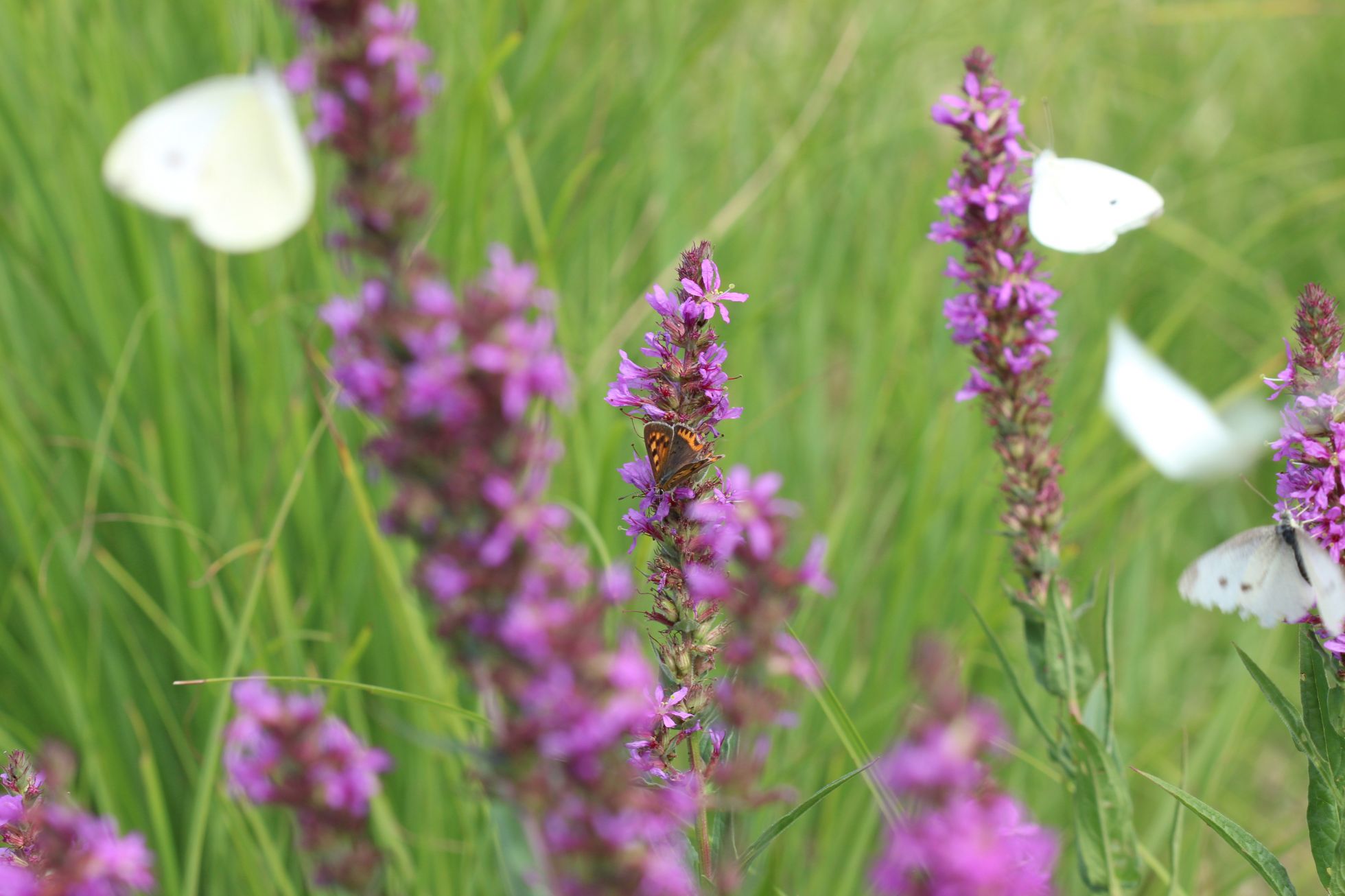 Lythrum salicaria · La Salicaire officinale | M. CARNET · SHNA-OFAB