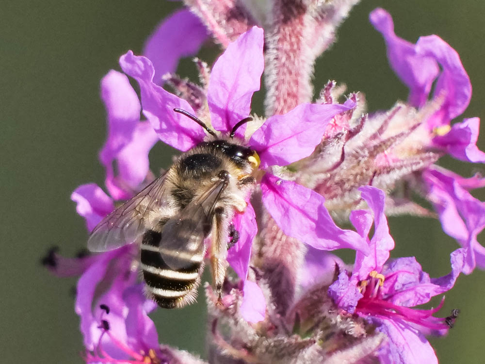 Melitta nigricans · La Mélitte de la salicaire | D. TIXIER-INREP