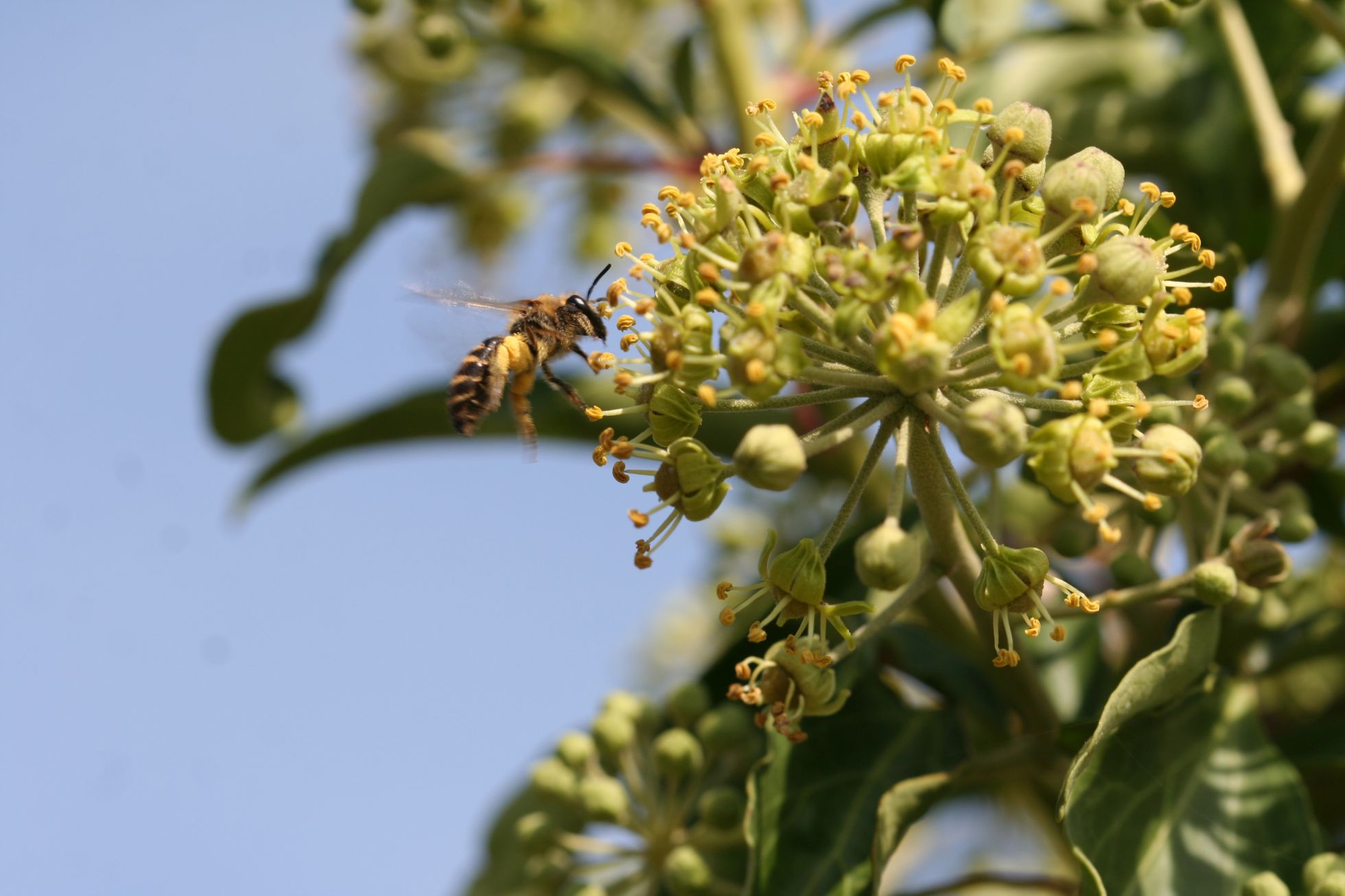 Hedera helix · Le Lierre grimpant | B. MARTHA