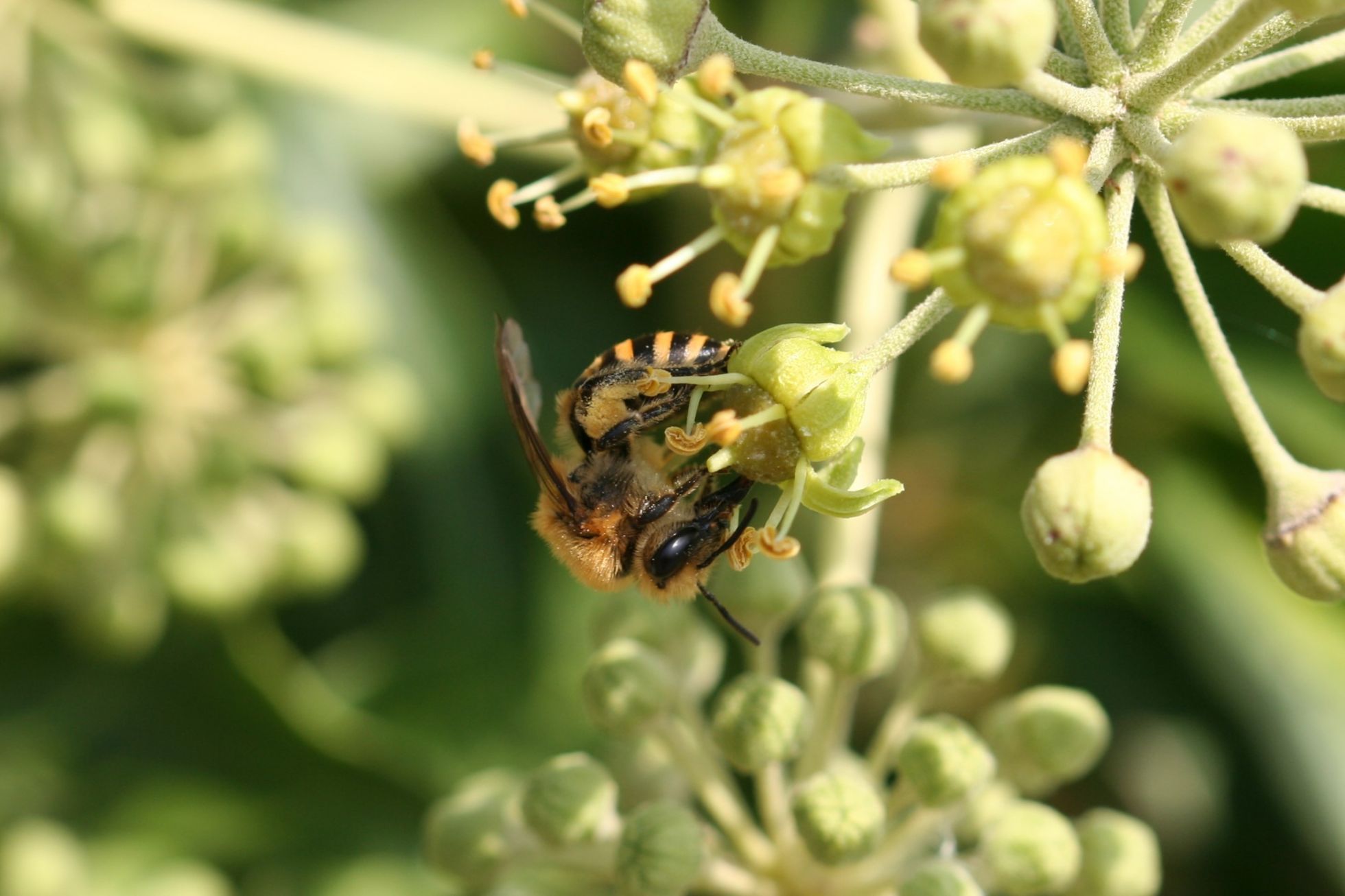 Colletes hederae · La Collète du lierre | B. MARTHA