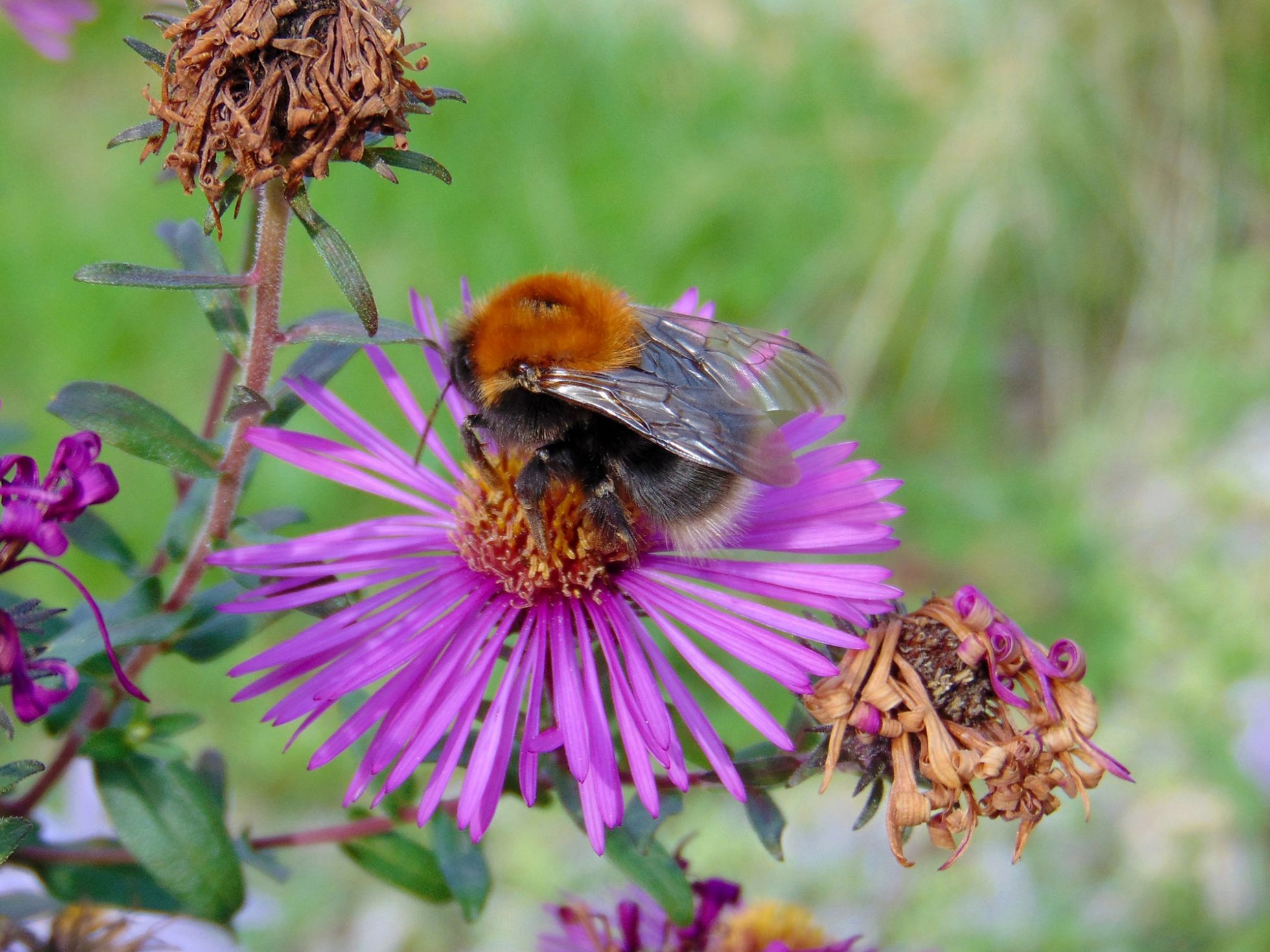 Bombus hypnorum © Nathalie Pégon