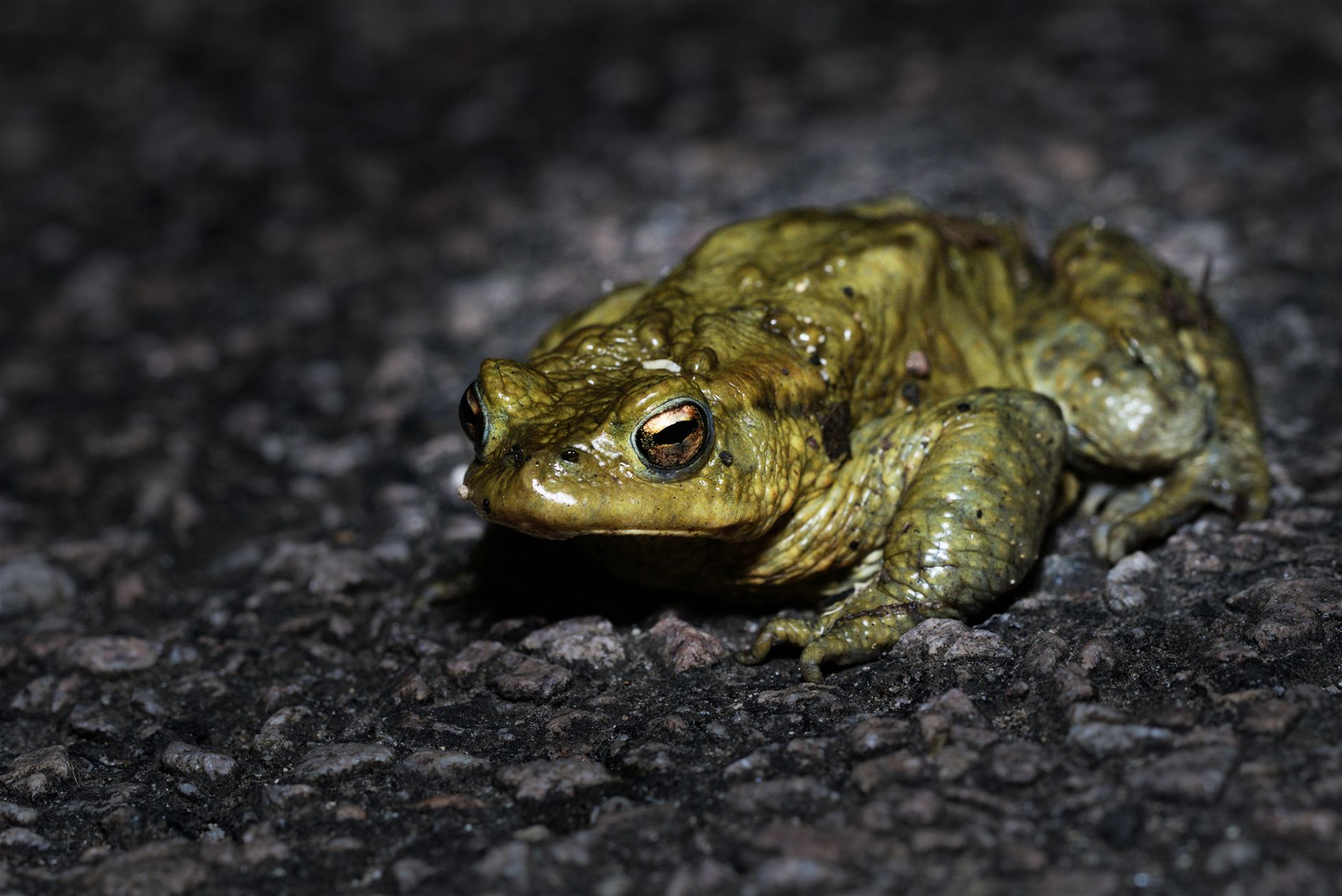 Bufo bufo - Jérémy Lefèvre