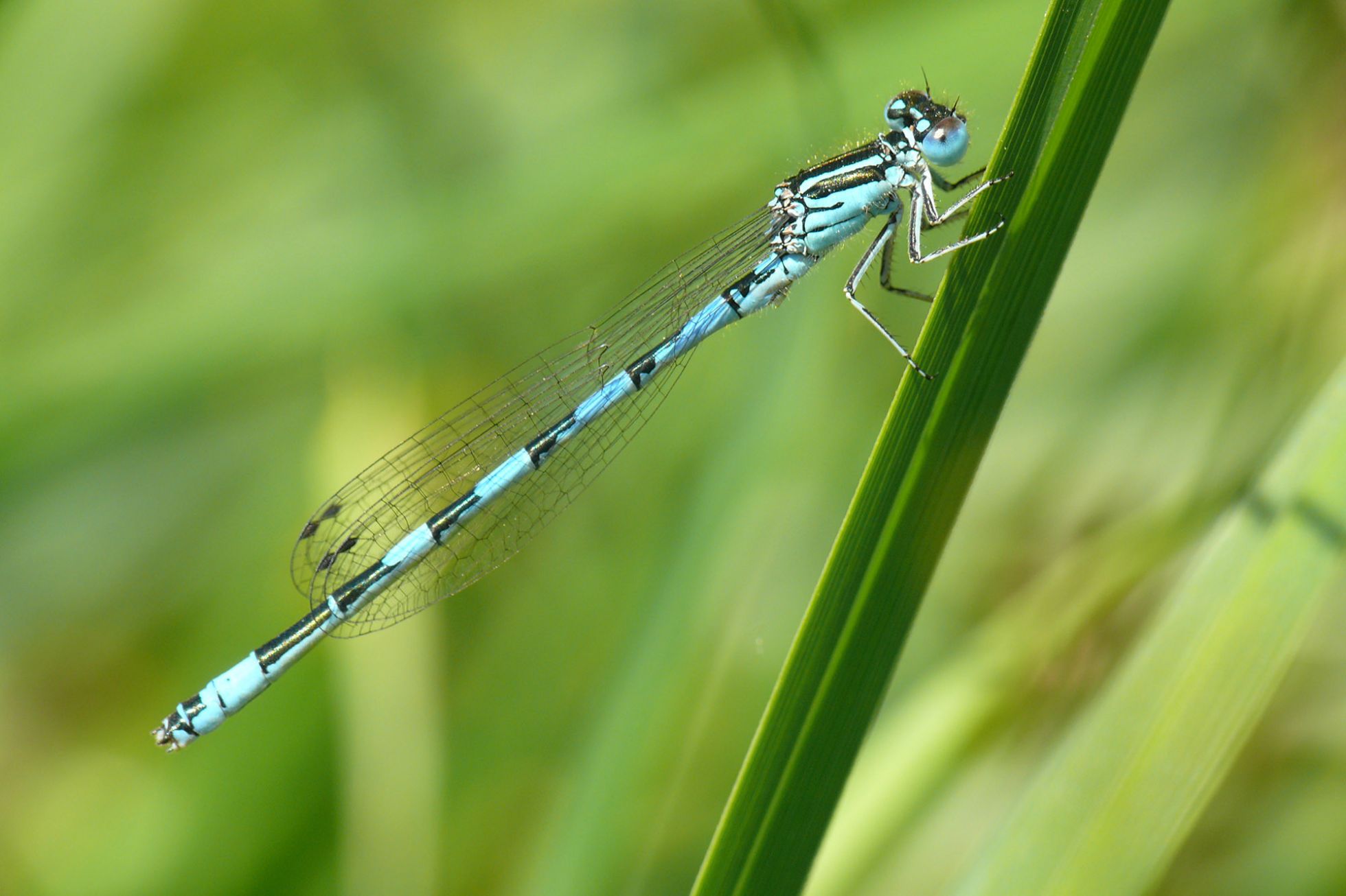 Agrion de Mercure © Alexandre Ruffoni