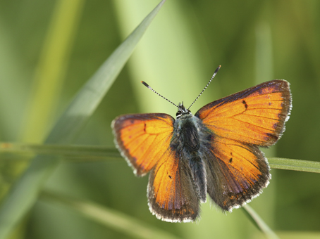 Cuivré écarlate (Lycaena hippothoe) © A. RUFFONI