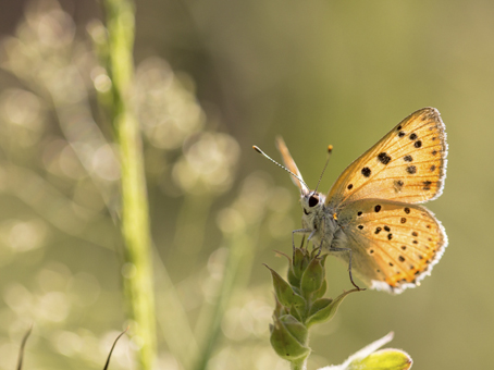 Cuivré mauvin (Lycaena alciphron) © A. BINET