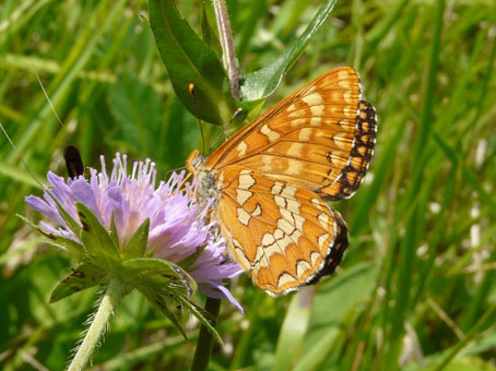 Damier du Frêne (Euphydryas maturna) © C.VOINOT