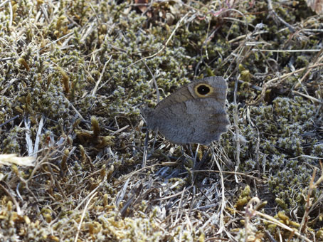 Faune (Hipparchia statilinus) © M. CARNET