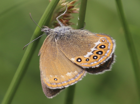 Mélibée (Coenonympha hero) © C. RAMETTE