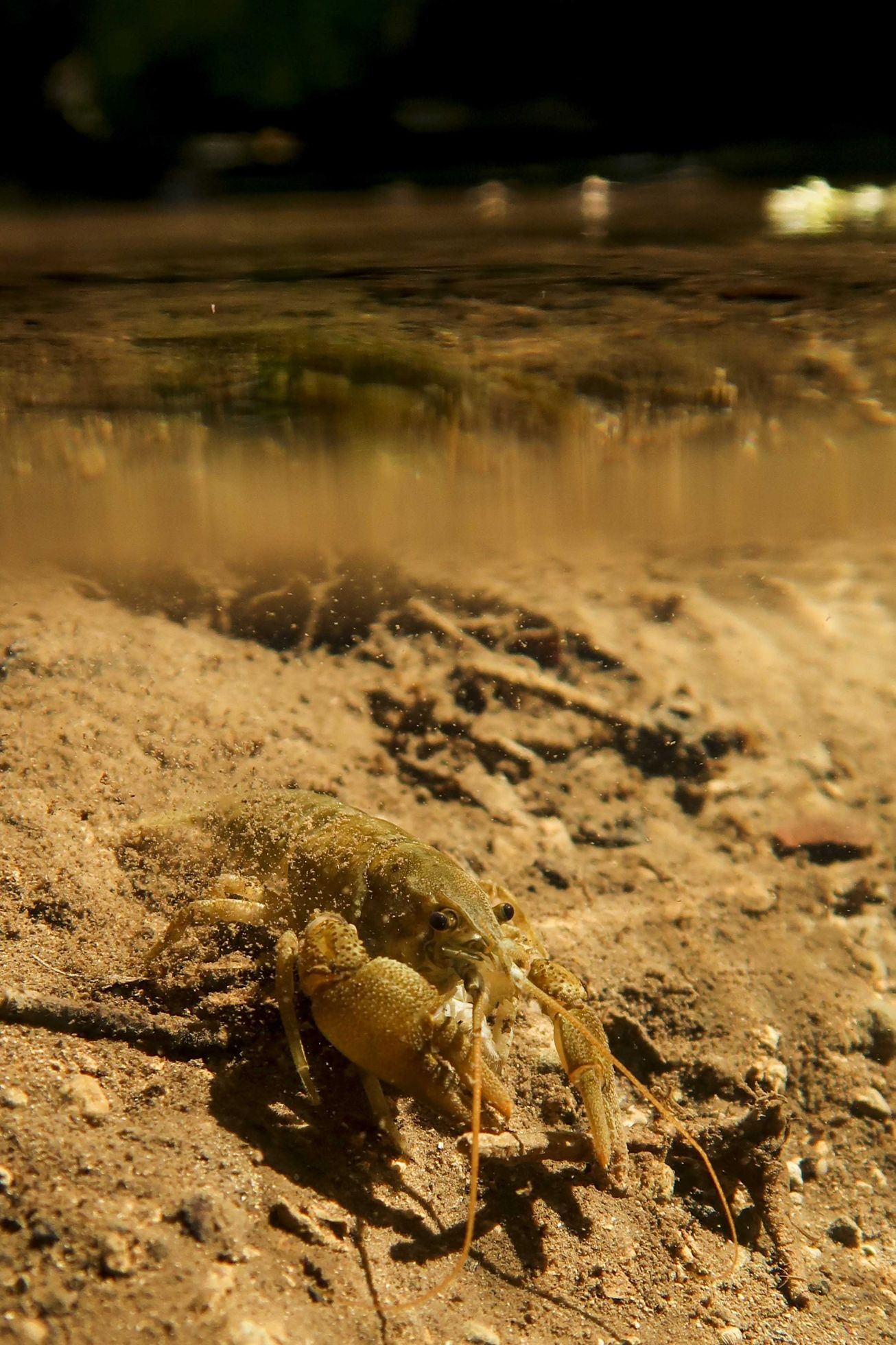 Ecrevisse à pieds blancs (Austropotamobius pallipes) © Fabien SALLES