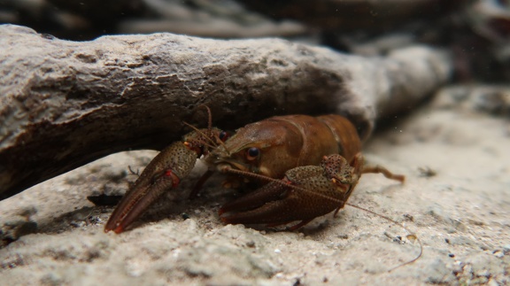 Ecrevisses à pattes rouges (Astacus astacus) ©Julien Bouchard