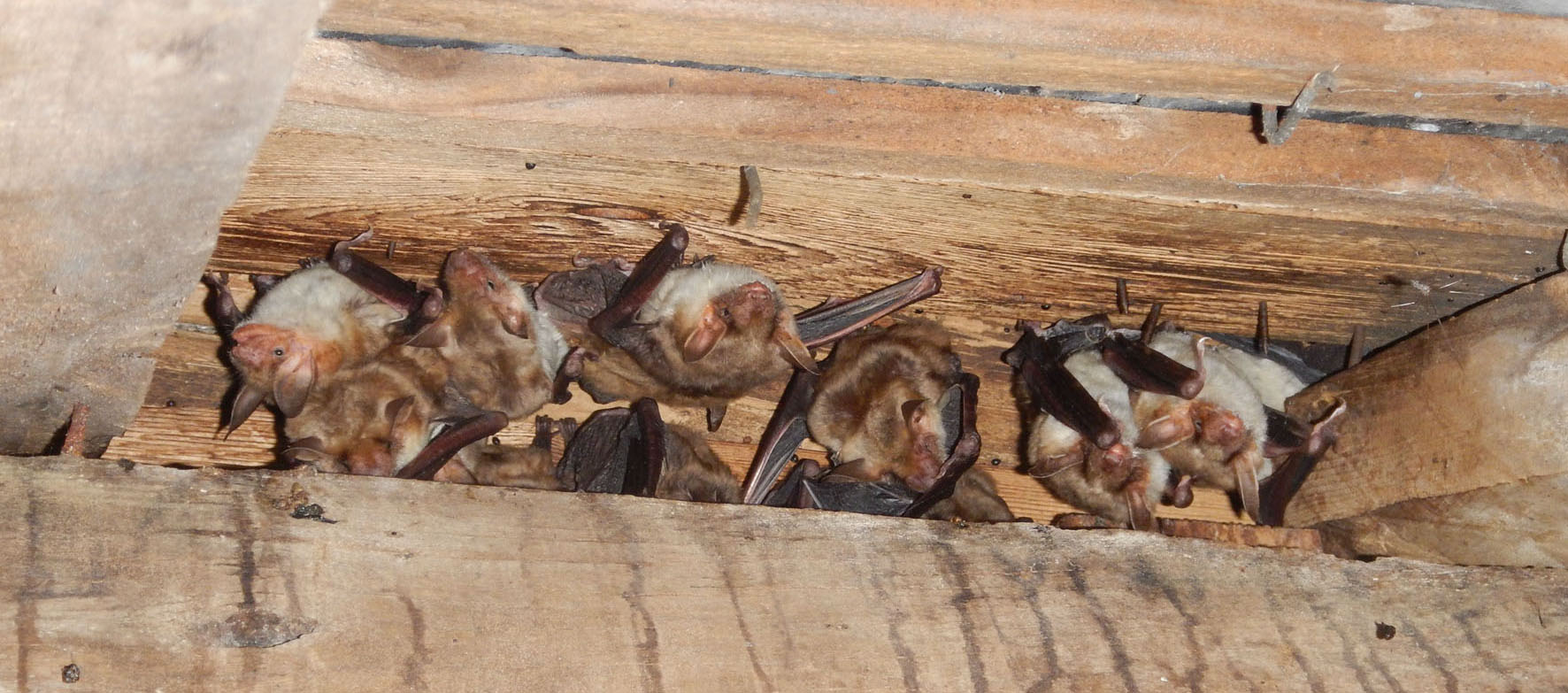 Grand murin (Myotis myotis) © P. HUREAU