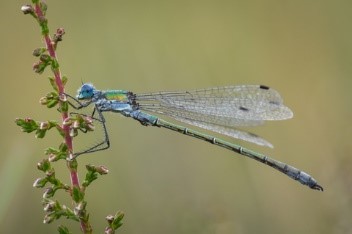 Le Leste des bois (Lestes dryas), tout en légèreté © C. SEGUIN