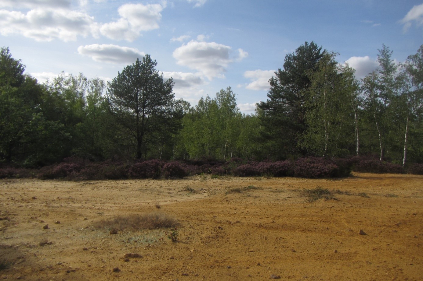 Pelouses sur sables © R. ITRAC-BRUNEAU