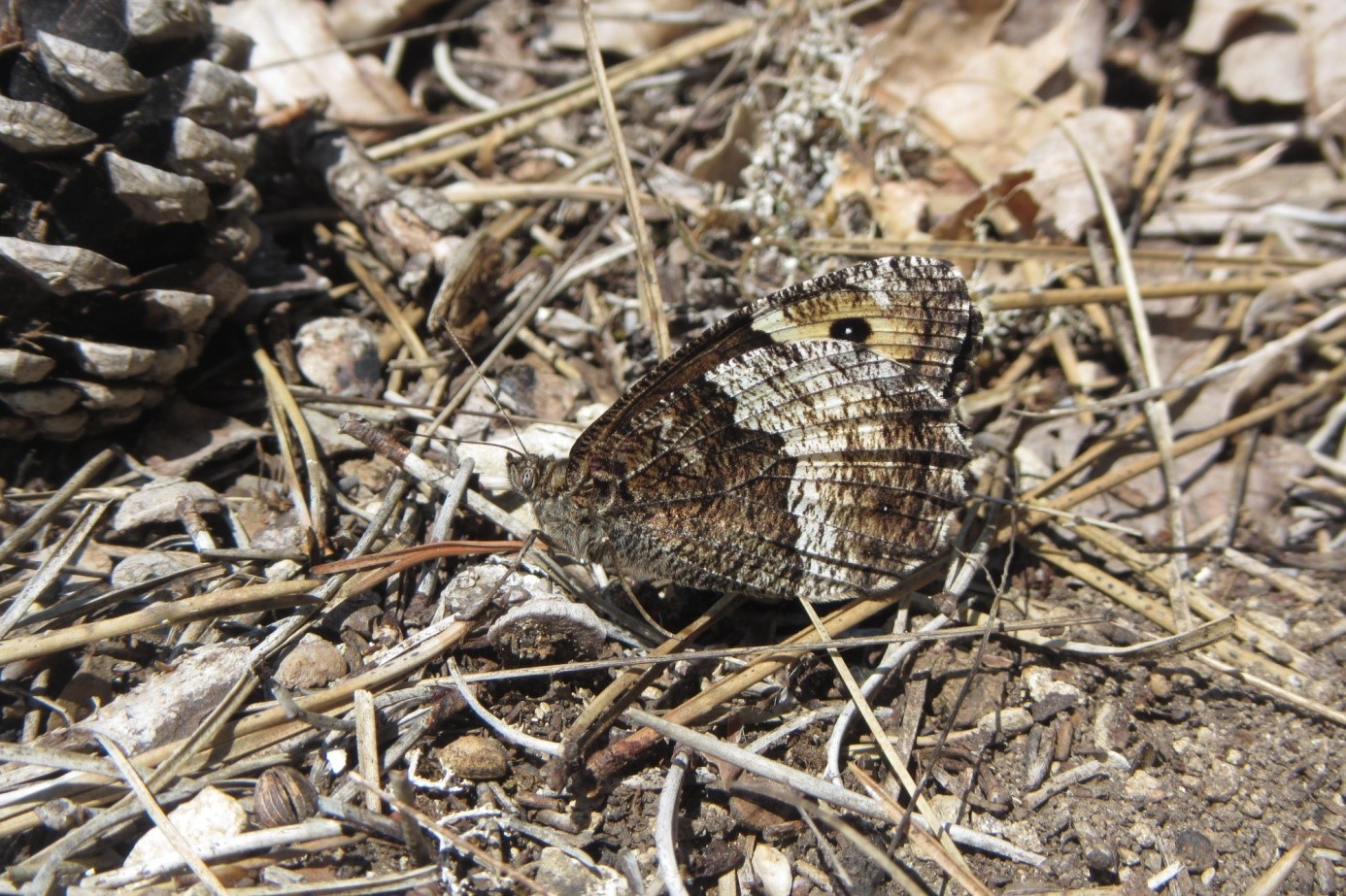 Le Sylvandre helvète (Hipparchia genava), un as du camouflage ! © R. ITRAC-BRUNEAU