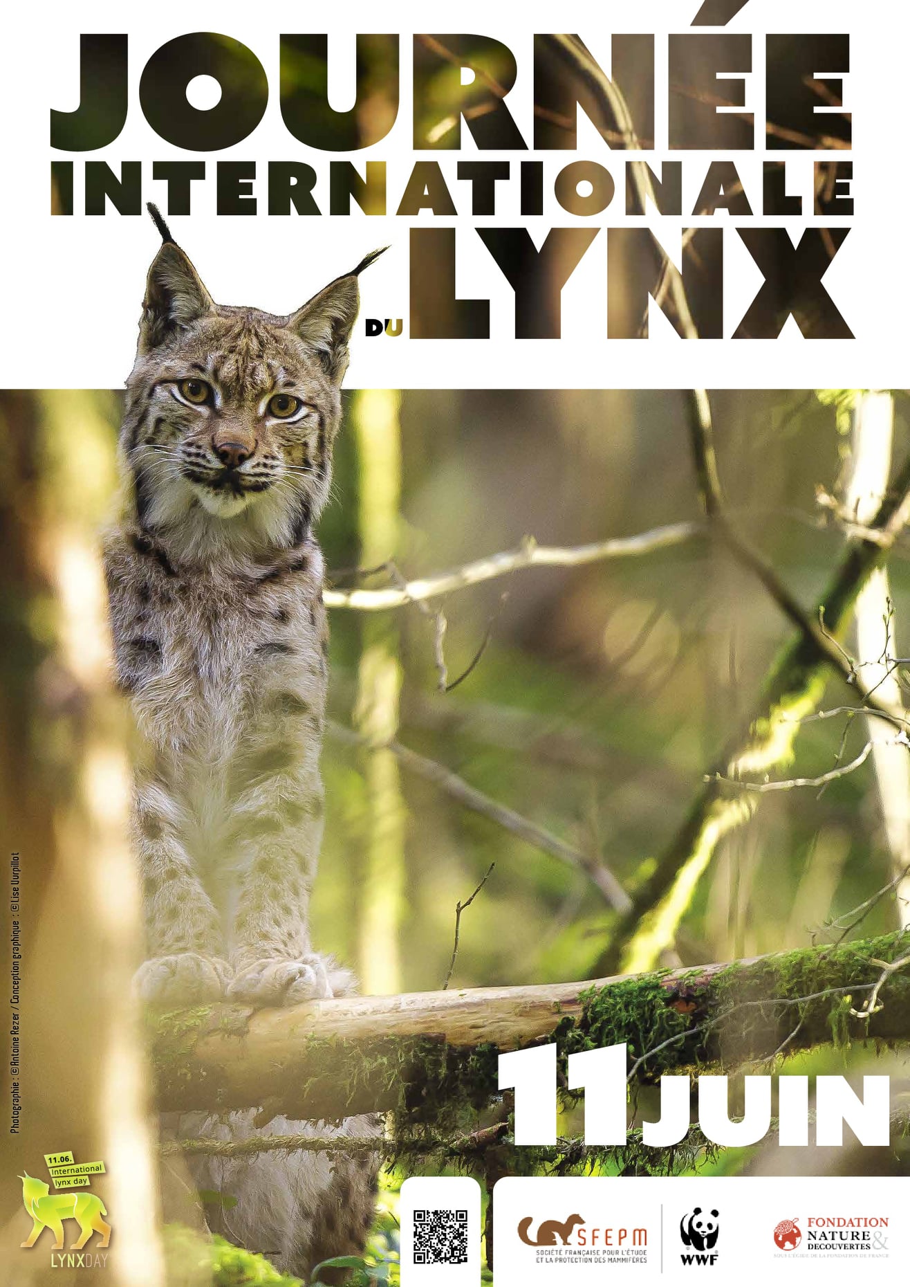 Le lynx, espèce menacée en France