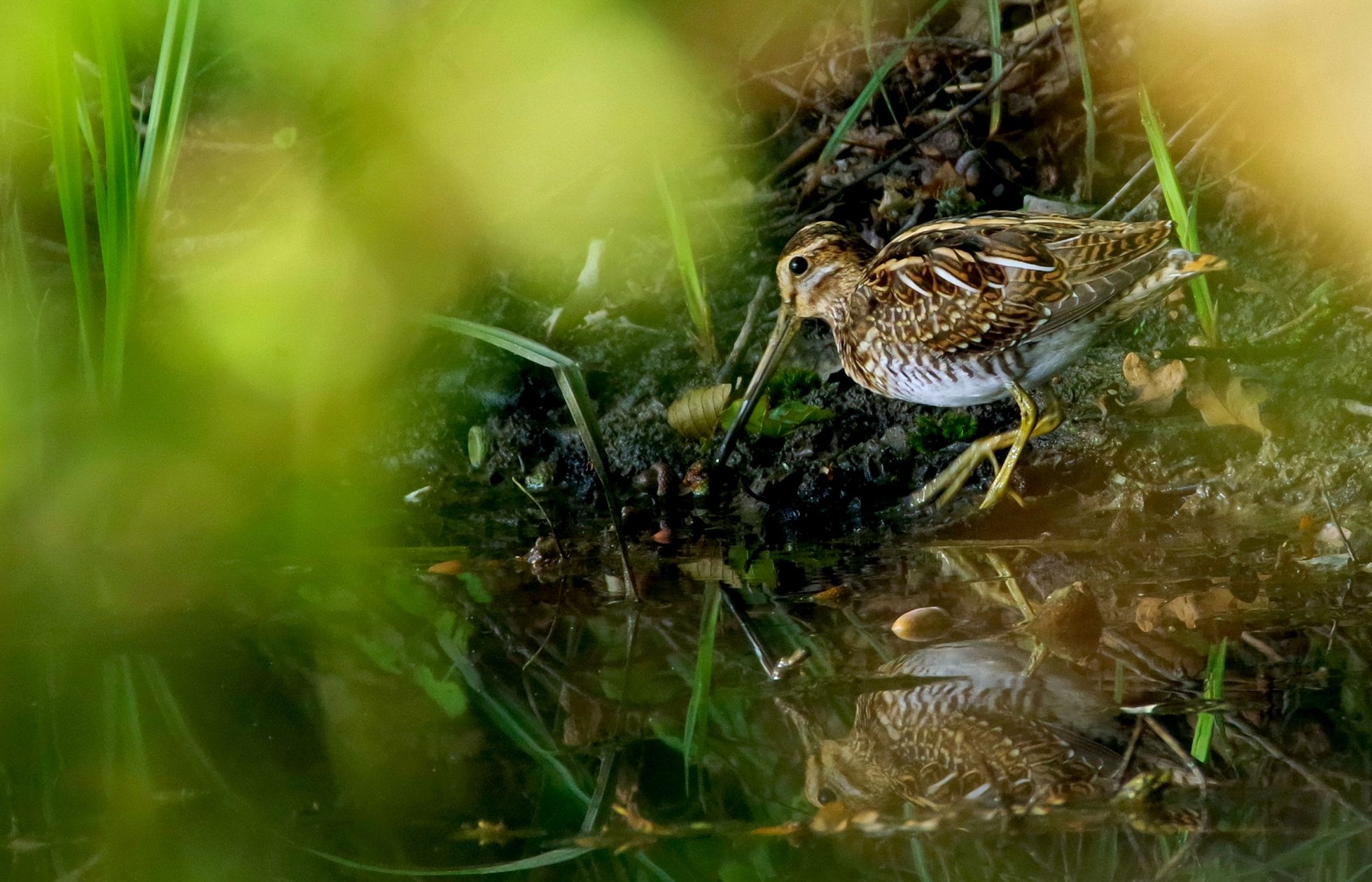 Bécassine des marais (Gallinago gallinago) © D. COUSSON