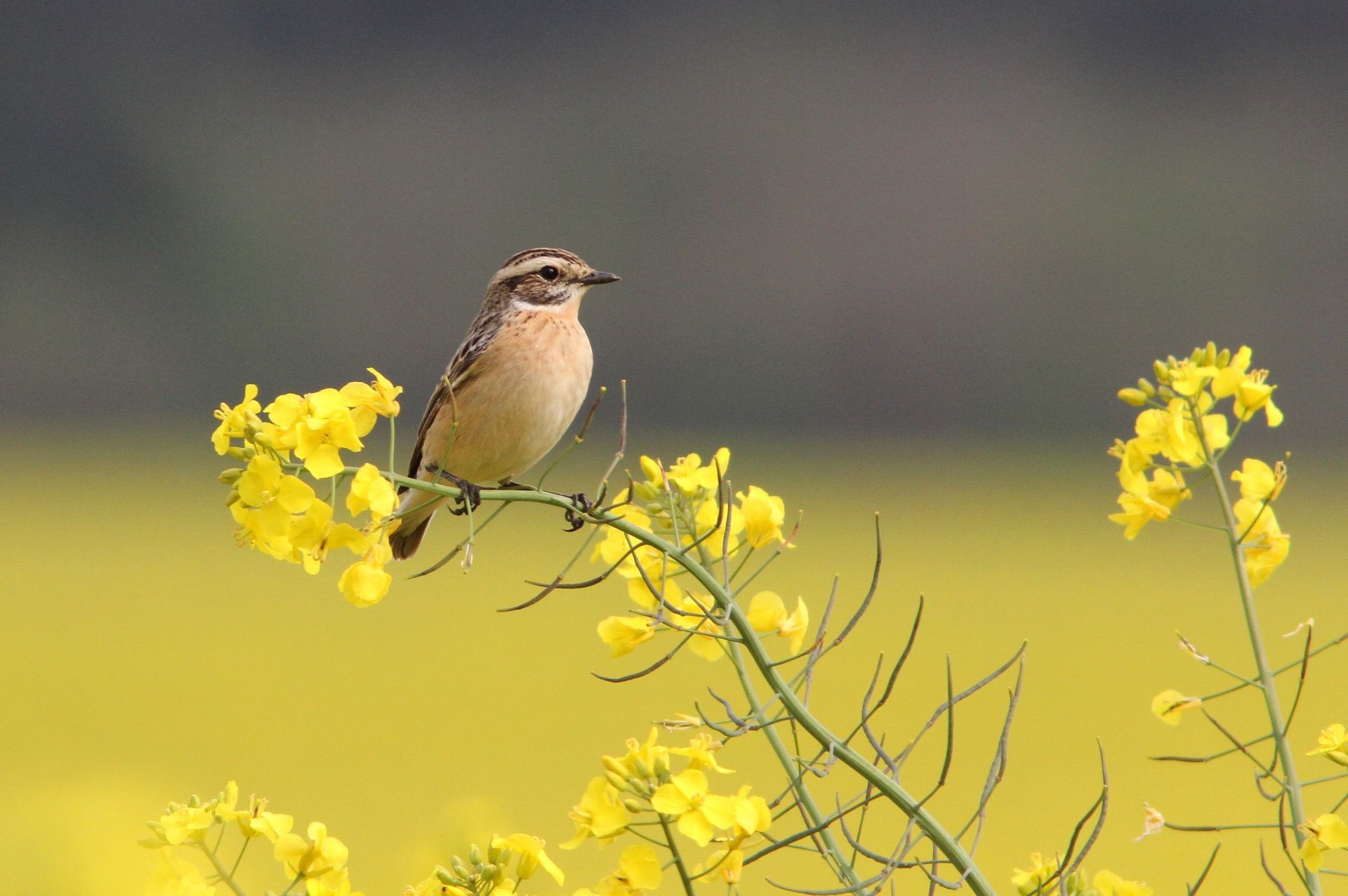 Tarier des prés (Saxicola rubetra) © G. BEDRINES