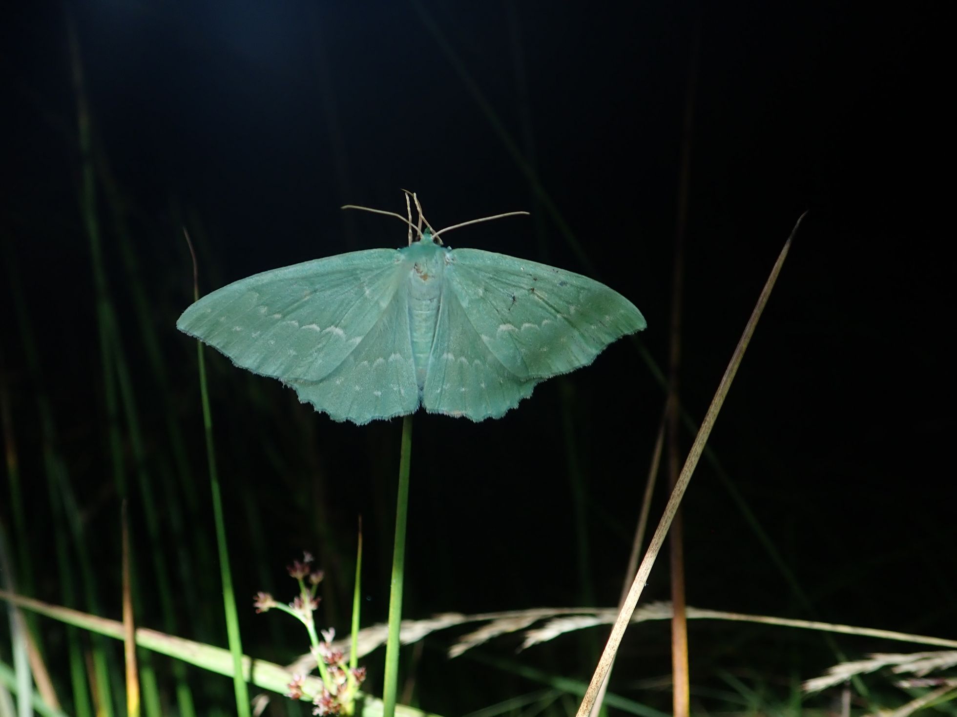 La Grande Naïade (Geometra papilionaria) © Q. BARBOTTE