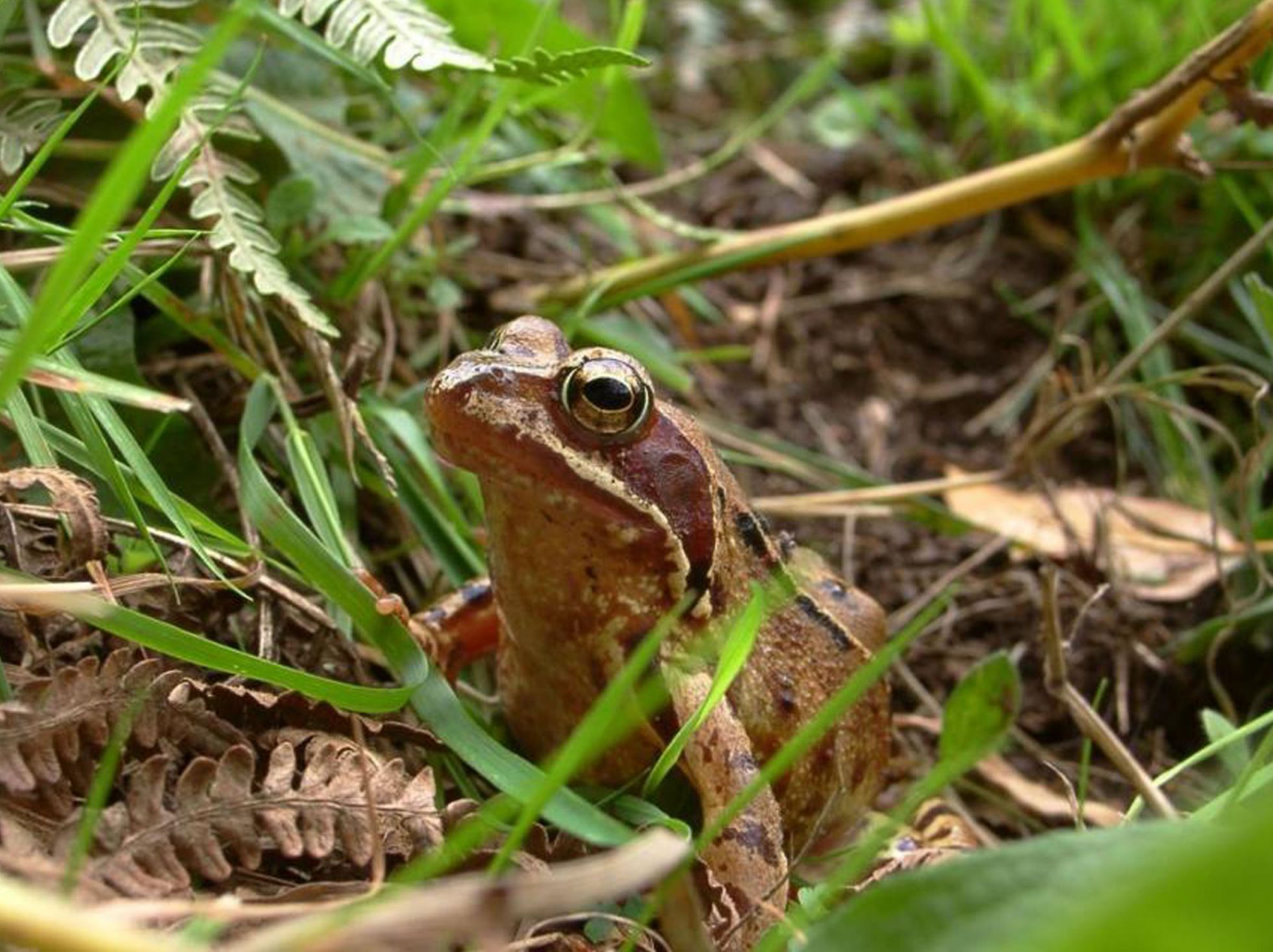 Grenouille rousse (Rana temporaria) © N. VARANGUIN