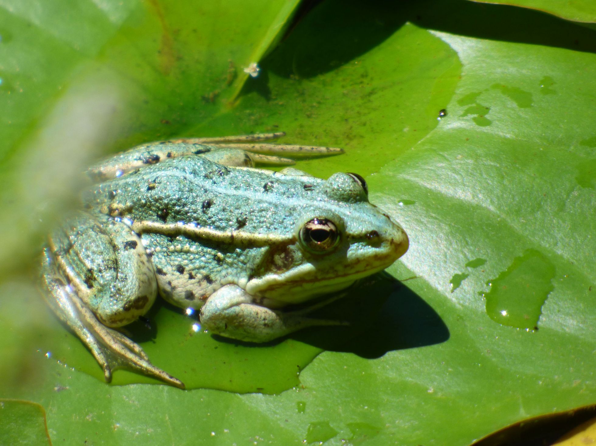 Grenouille verte (Pelophylax kl. Esculentus) © M. COMMUN